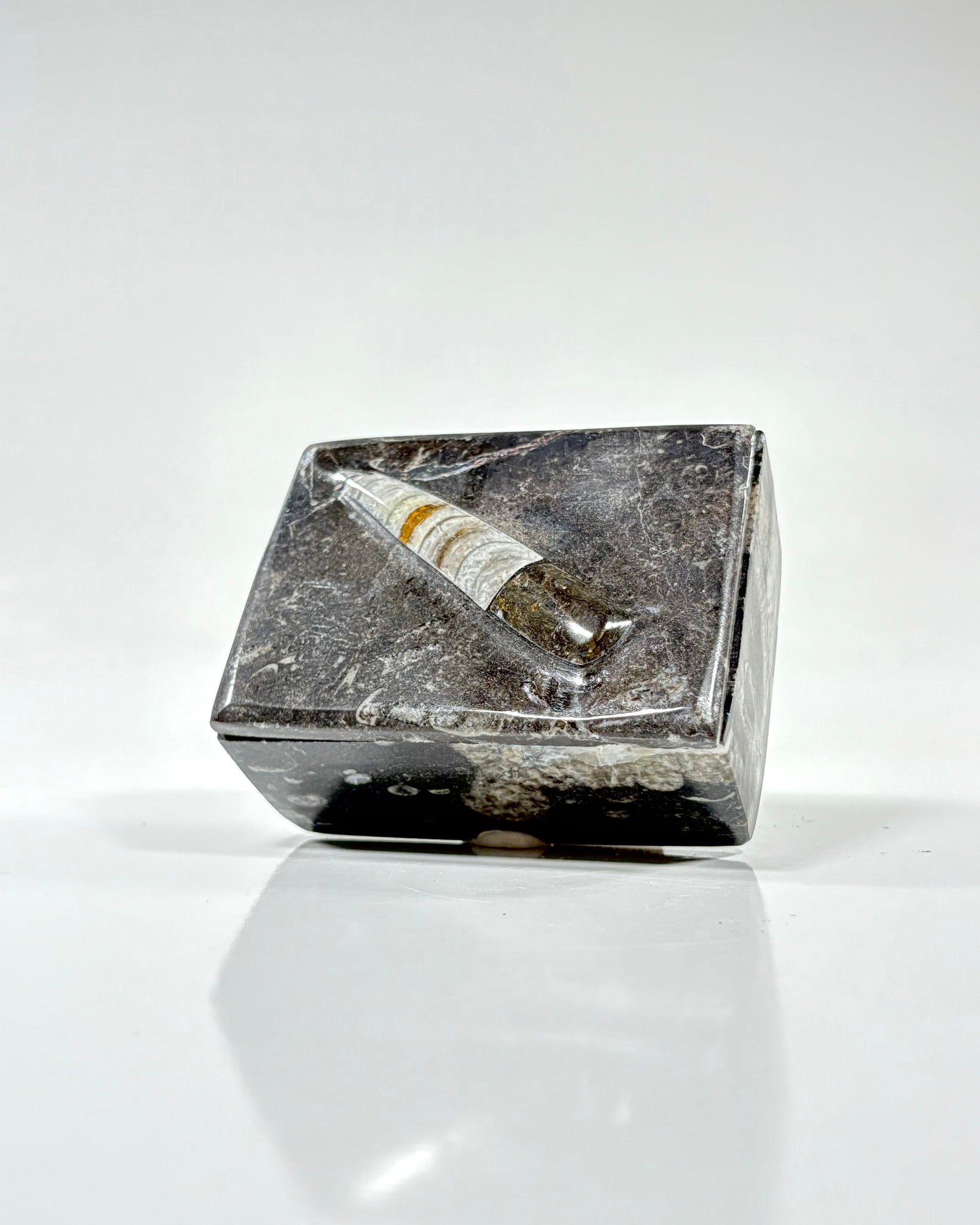 Orthoceras Box