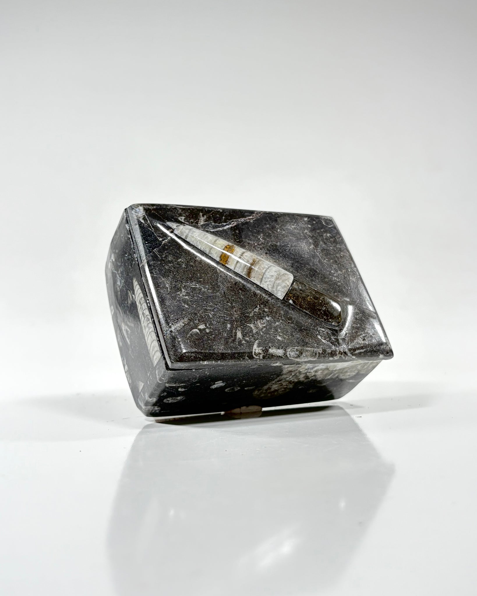 Orthoceras Box