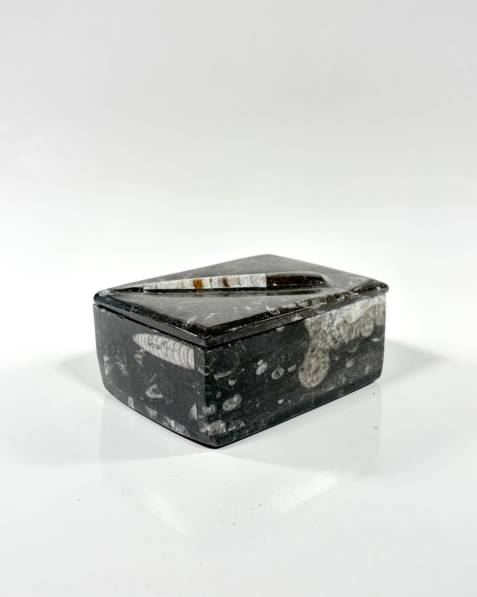Orthoceras Box