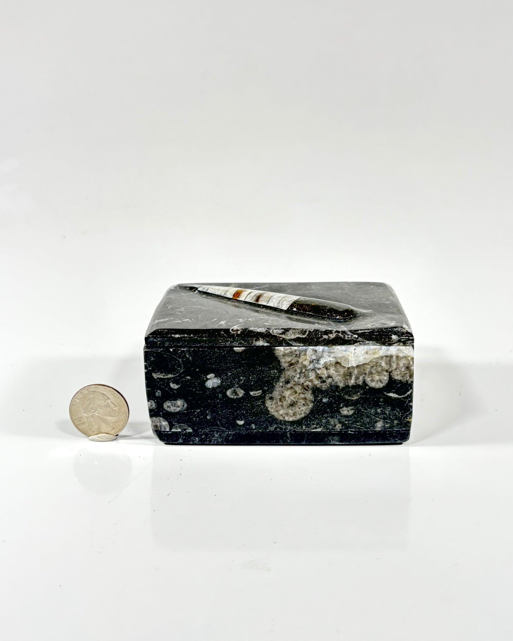 Orthoceras Box