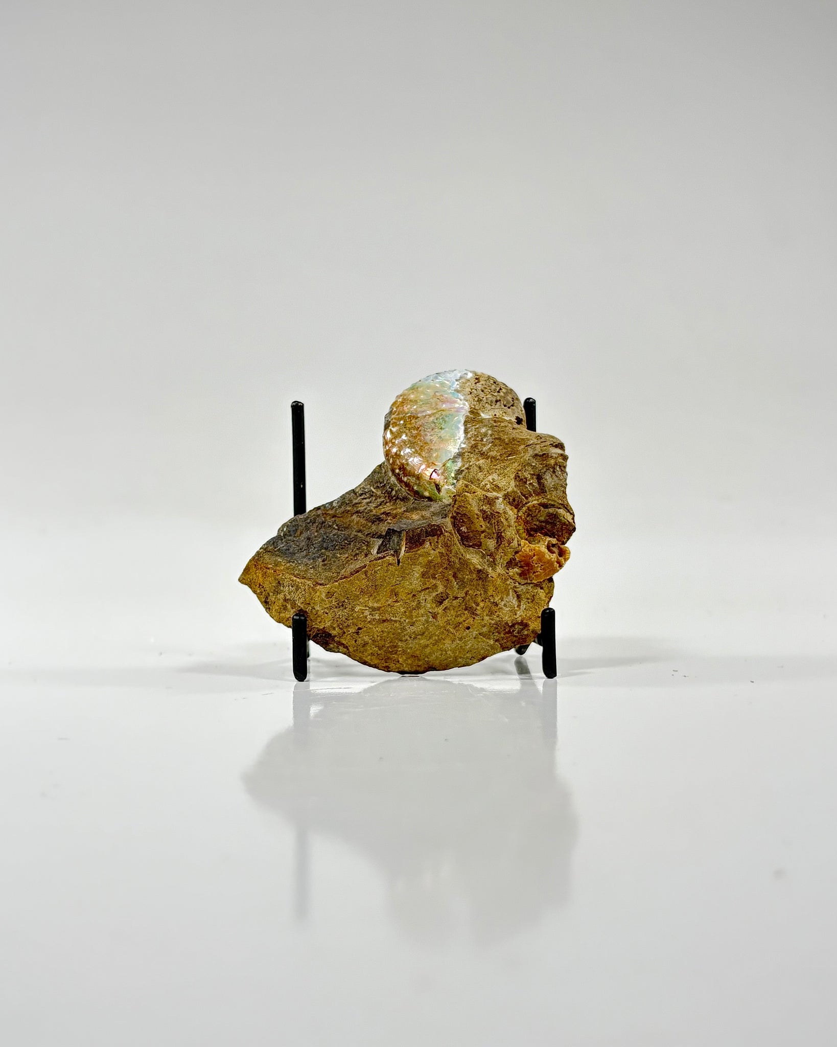 Ammonites in Matrix
