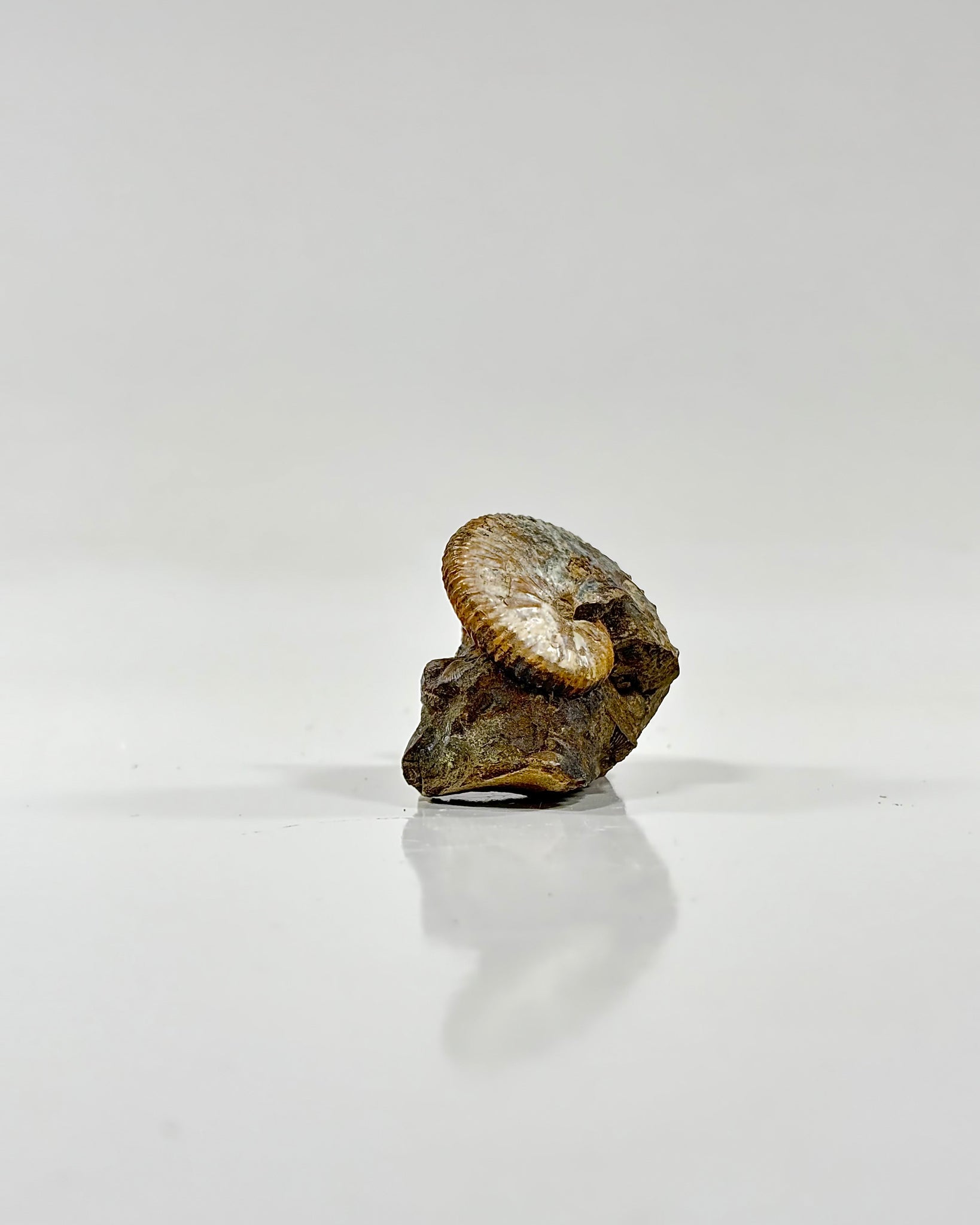 Ammonite in Matrix