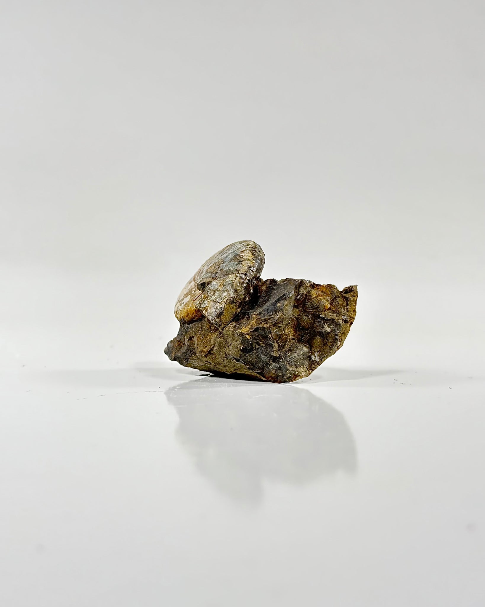Ammonite in Matrix