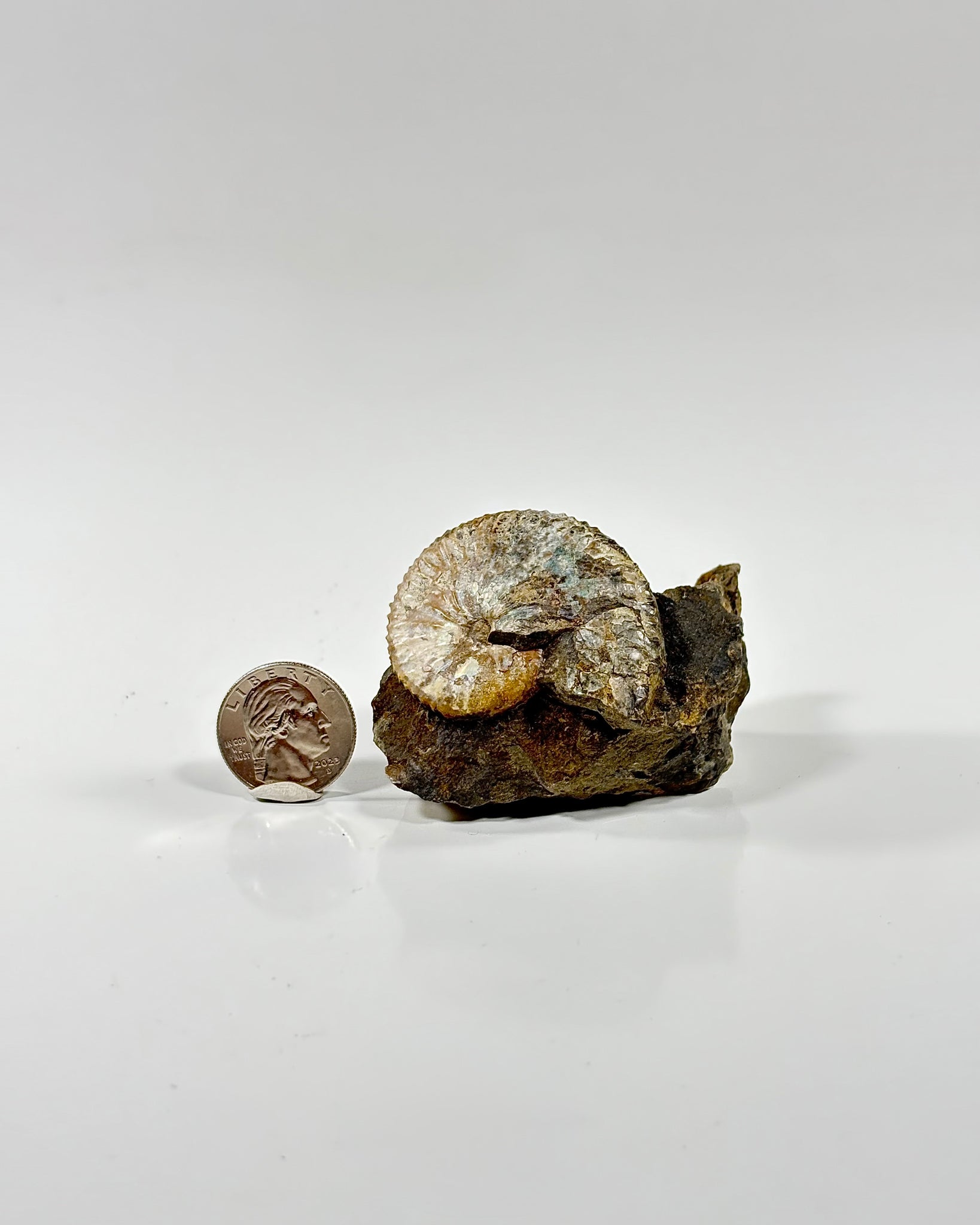 Ammonite in Matrix