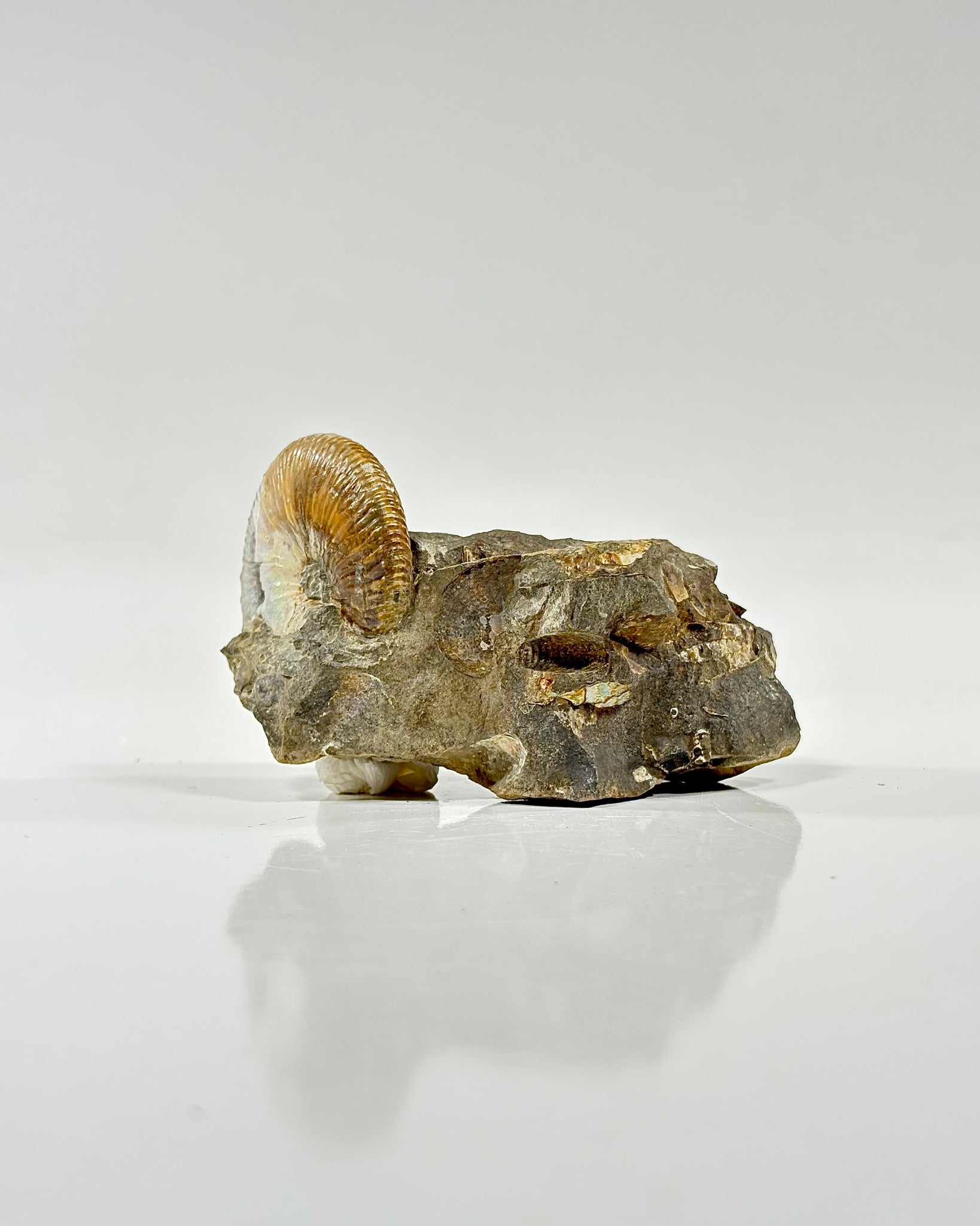 Ammonites in Matrix