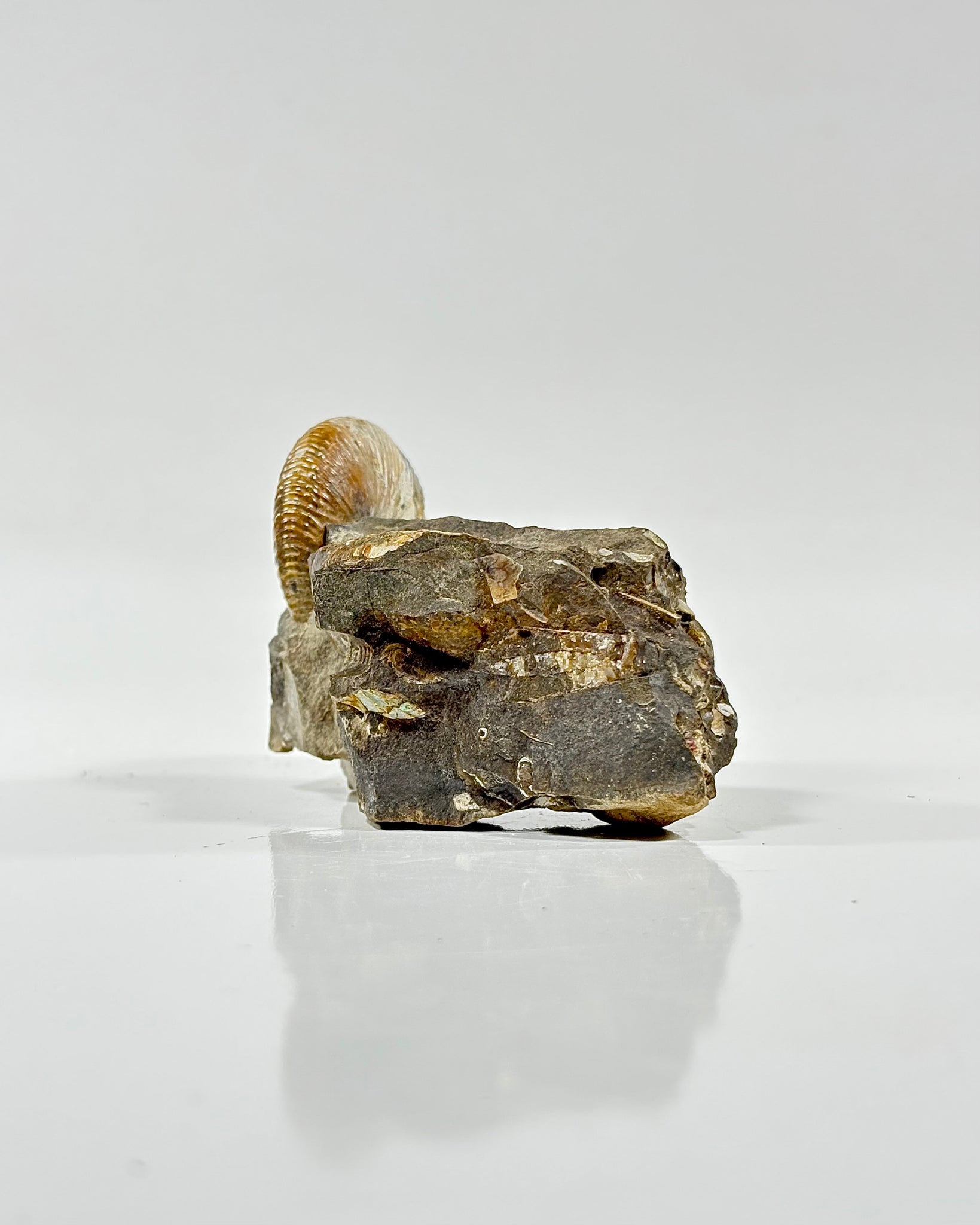 Ammonites in Matrix