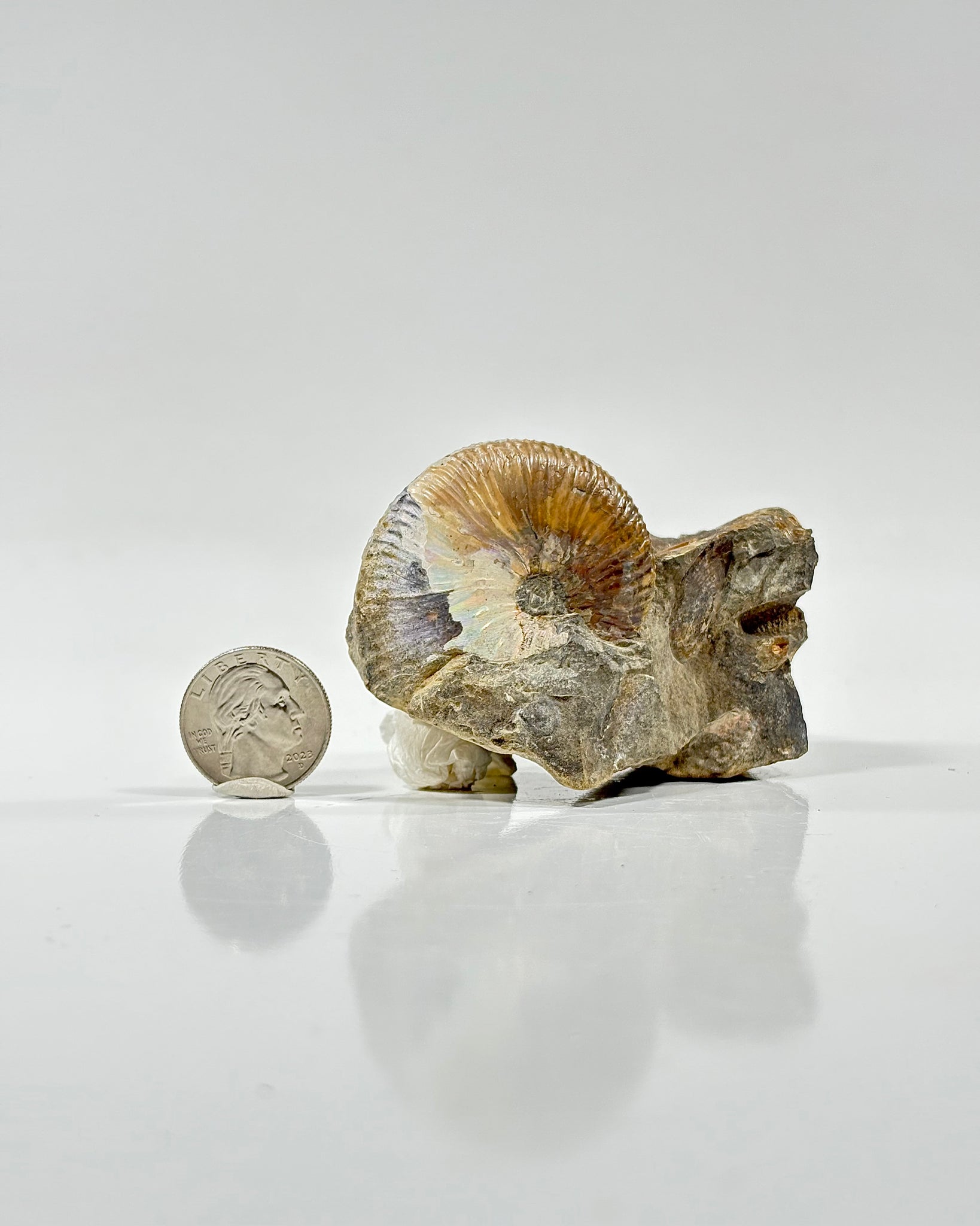 Ammonites in Matrix
