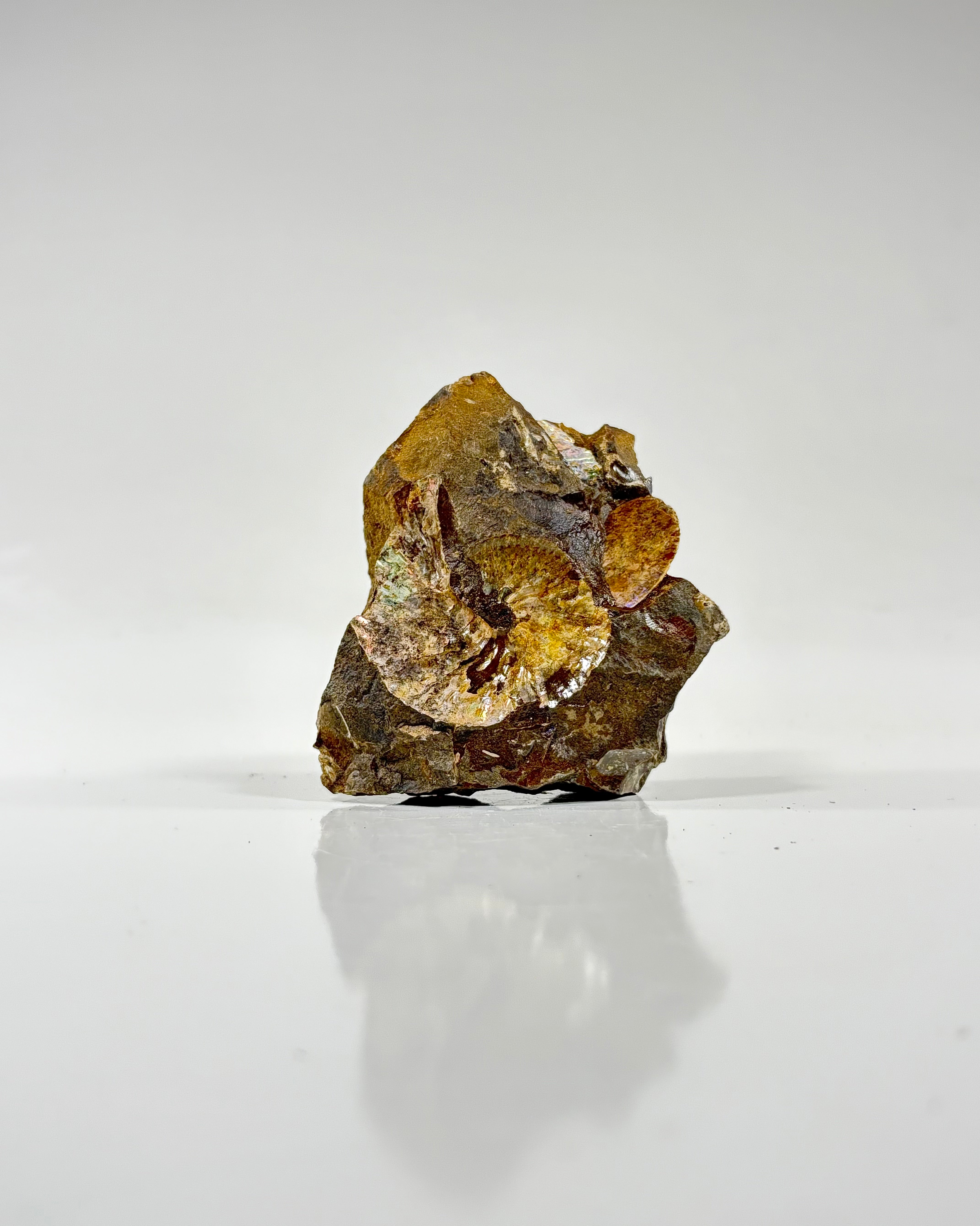 アンモナイト【B-503】 Good Earth Rocks Gallery: Automobile Alley - Ammonite Fossils