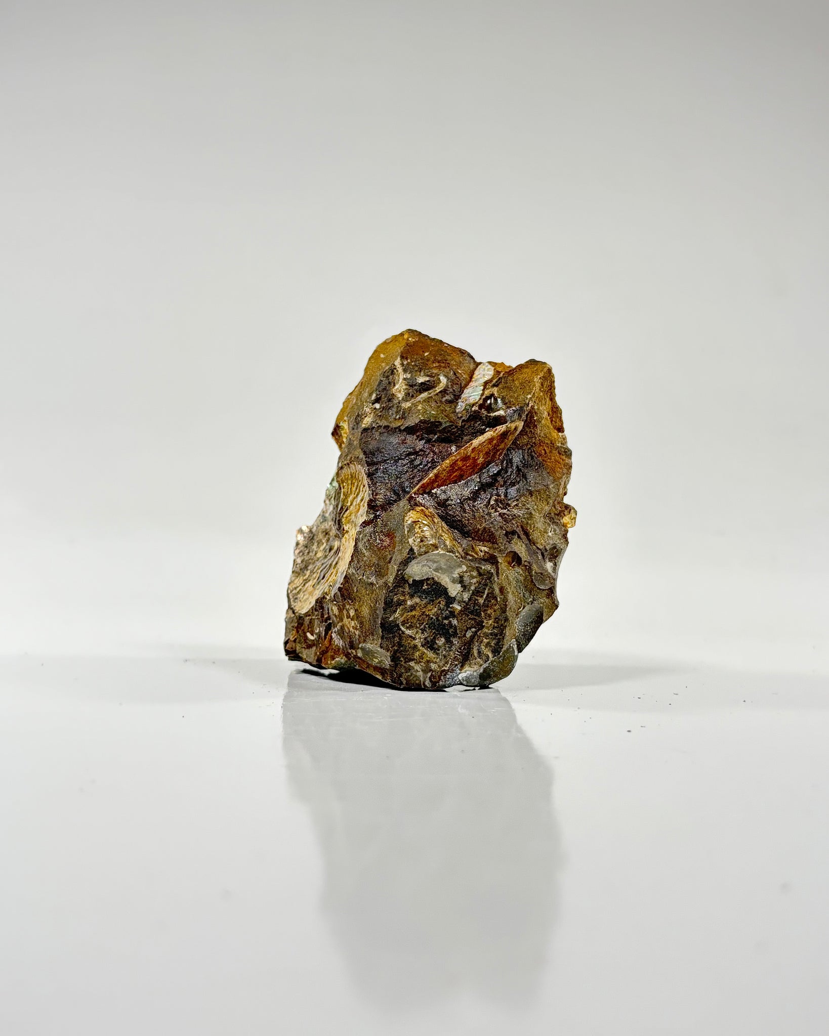 Ammonite in Matrix