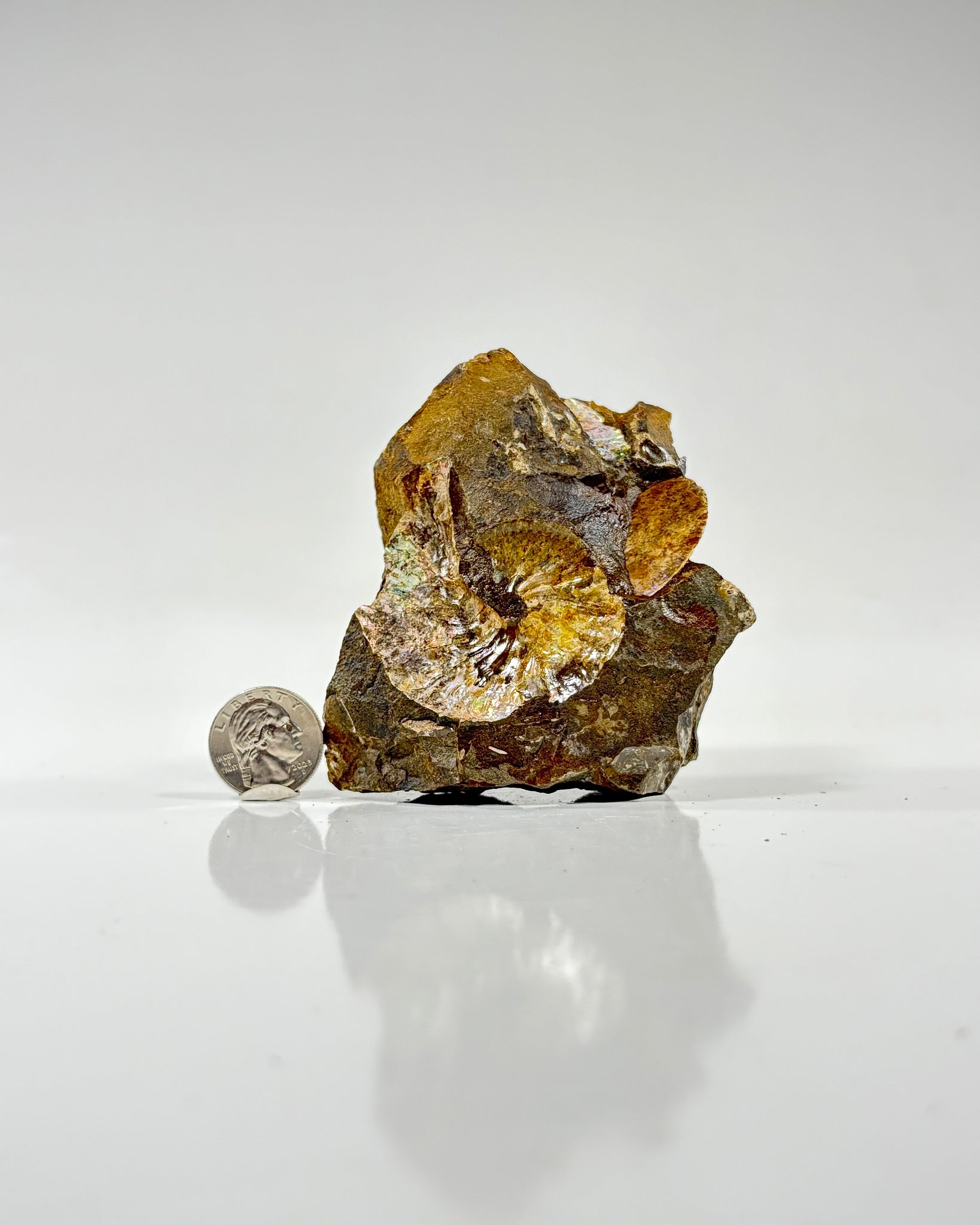 Ammonite in Matrix
