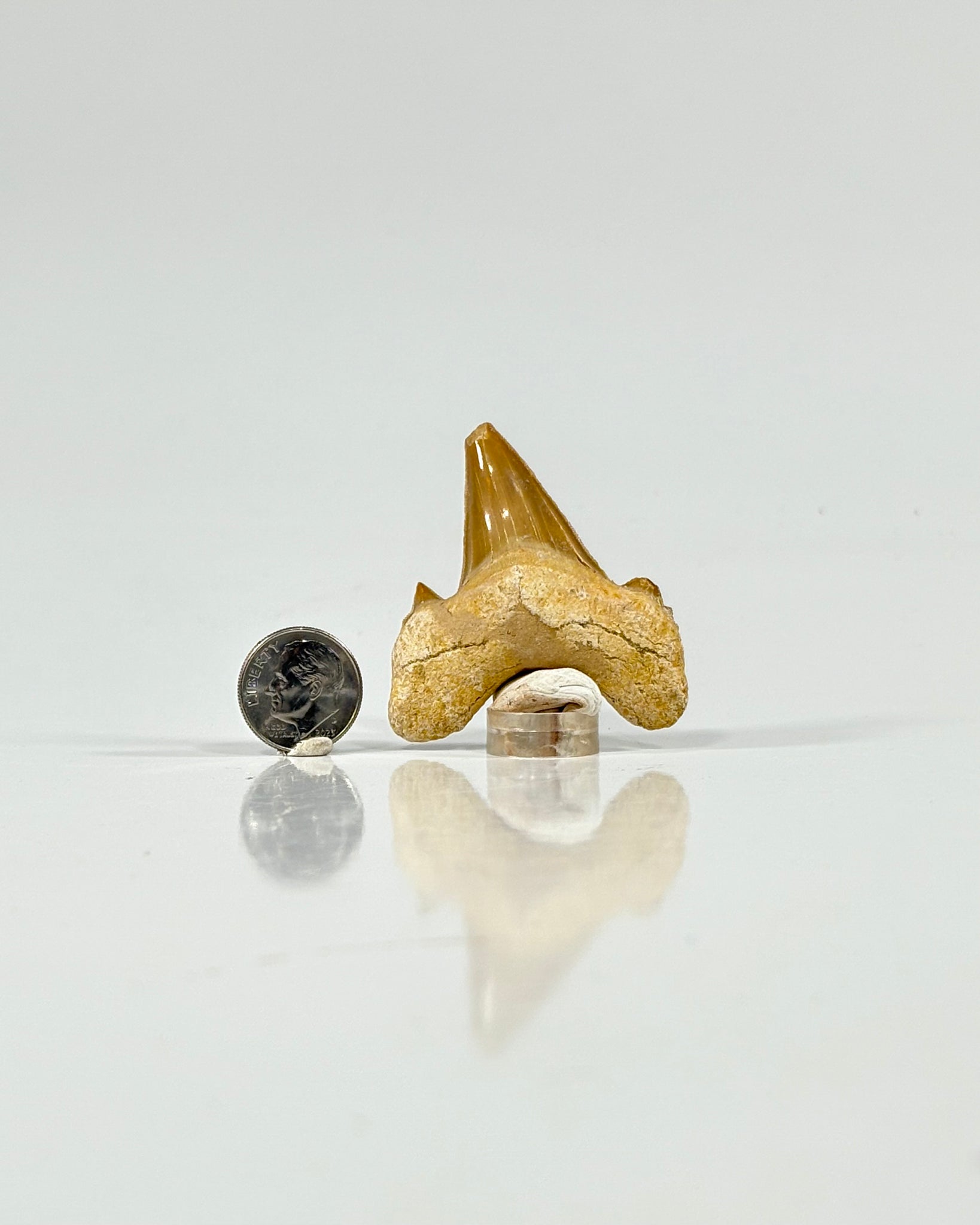 Otodus Shark Tooth Morocco Eocene