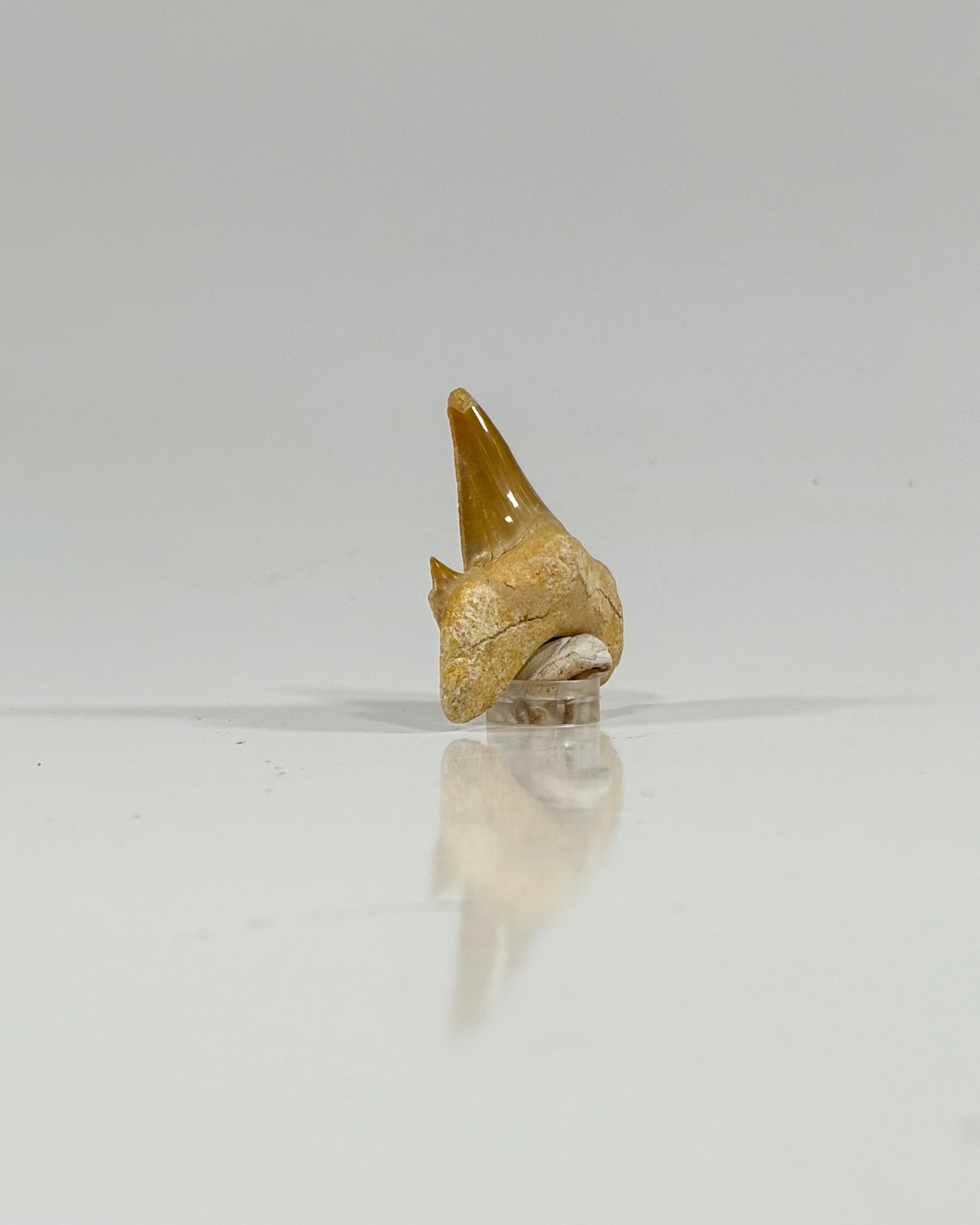 Otodus Shark Tooth Morocco Eocene