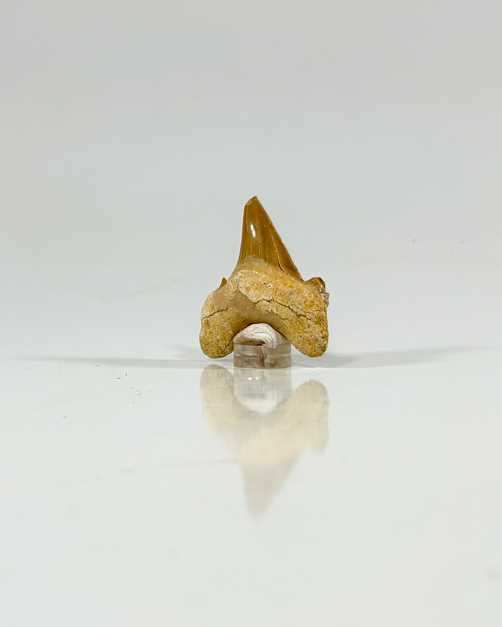 Otodus Shark Tooth Morocco Eocene