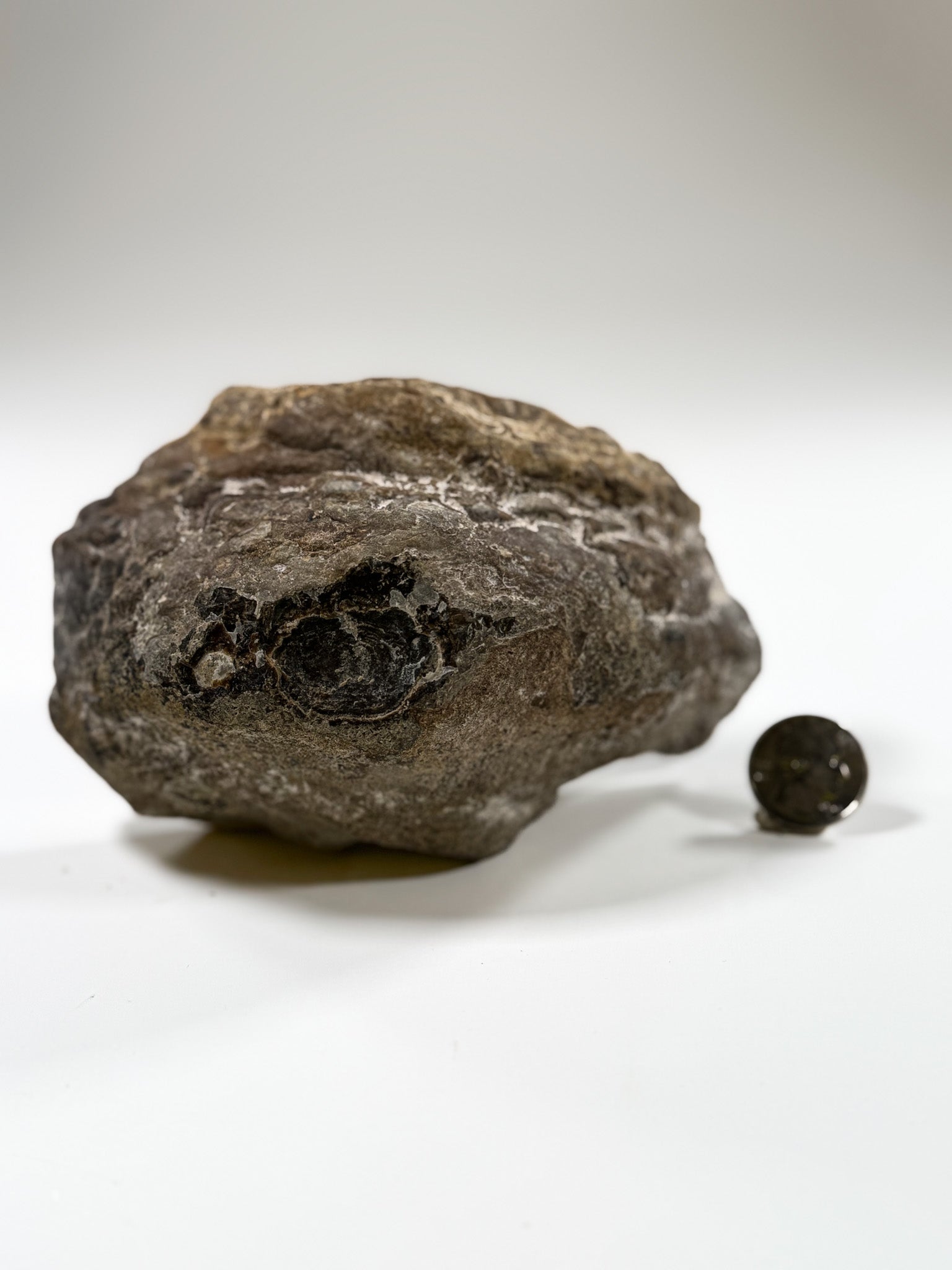 Polished Fossil Algal Colony (Pennsylvanian)