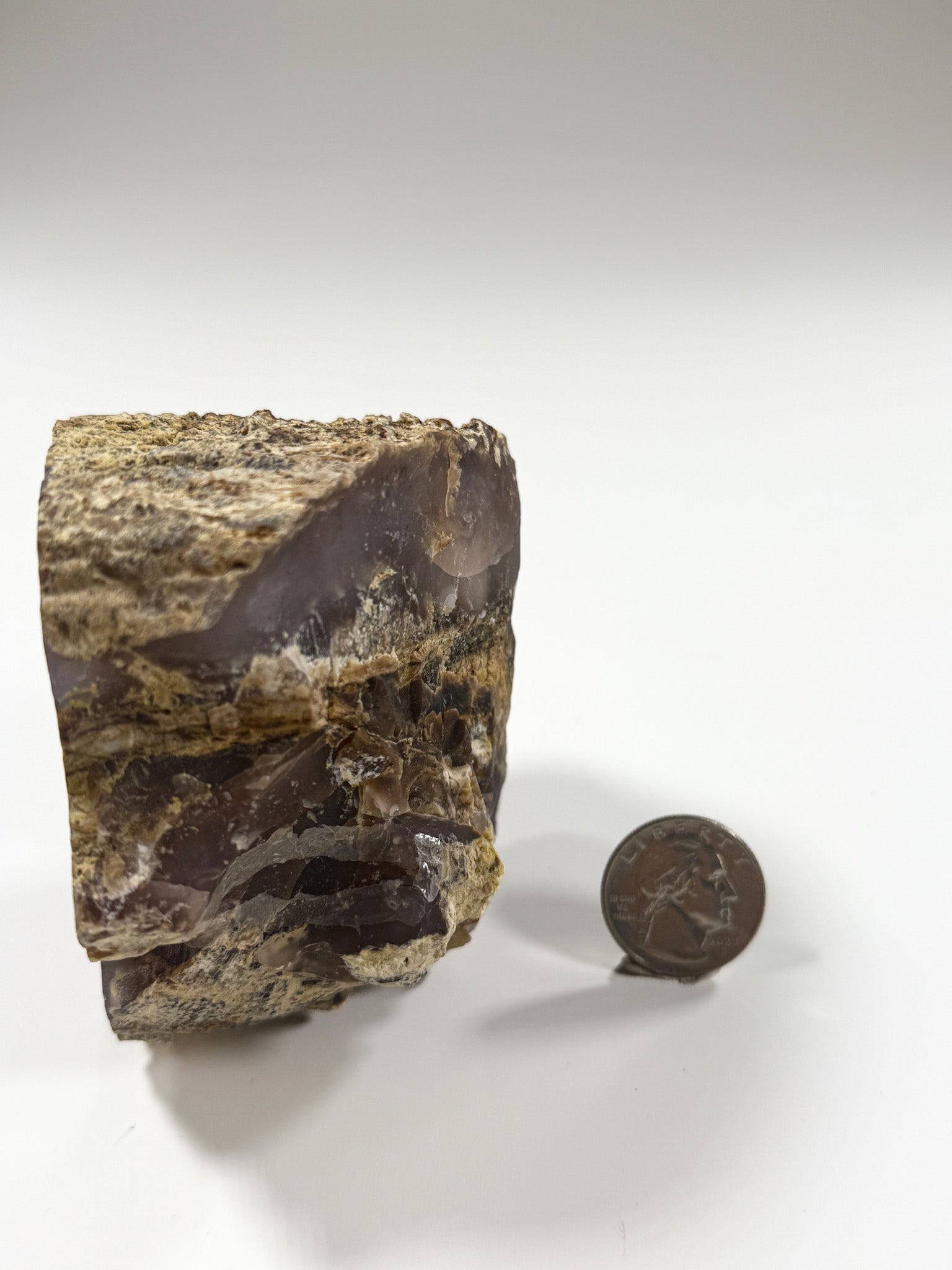 Polished Agatized Petrified Wood