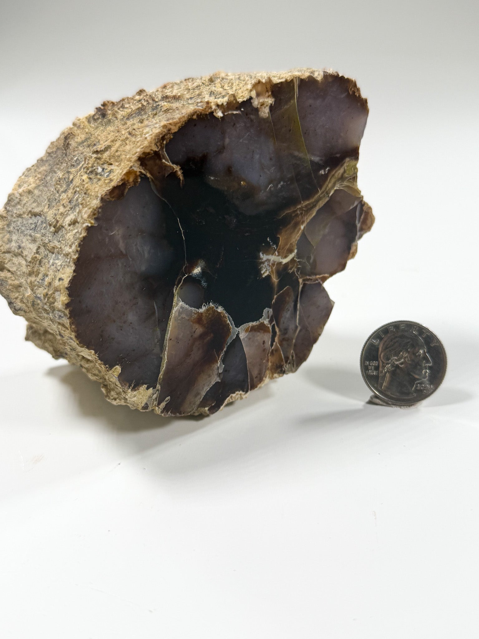 Polished Agatized Petrified Wood