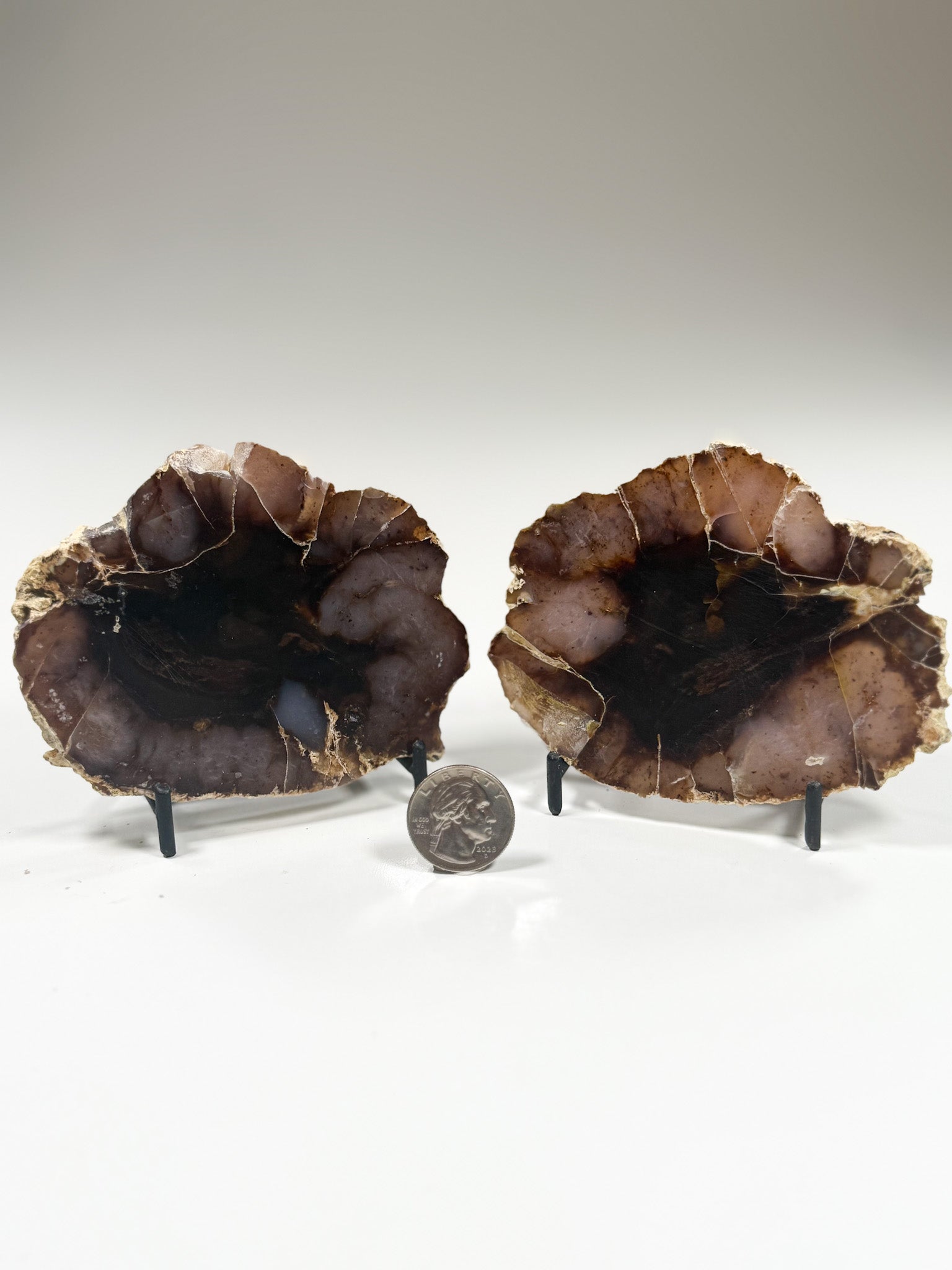 Good Earth Rocks Gallery: Automobile Alley - Petrified Wood Fossils
