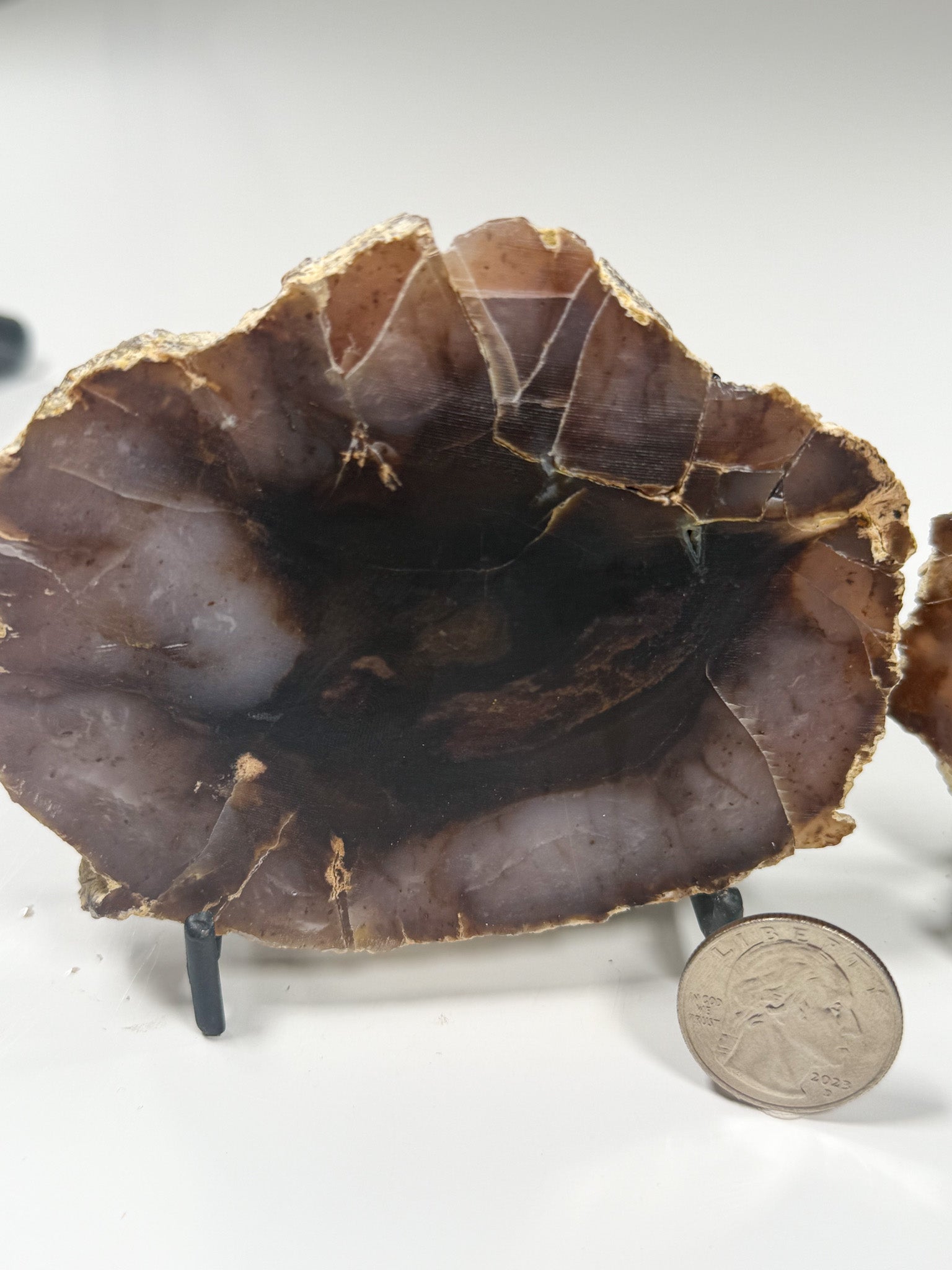 Polished Agatized Petrified Wood Pair