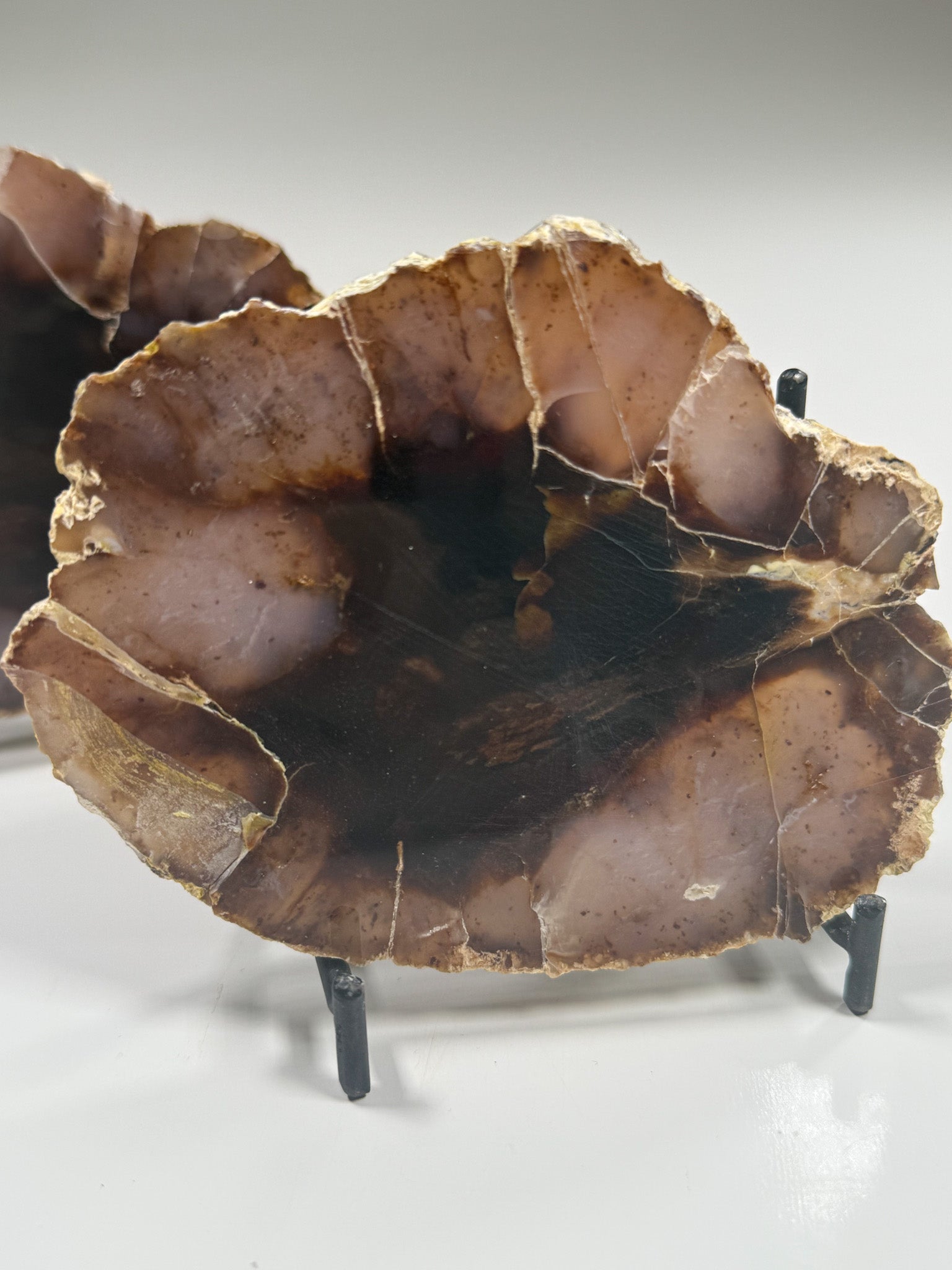 Polished Agatized Petrified Wood Pair