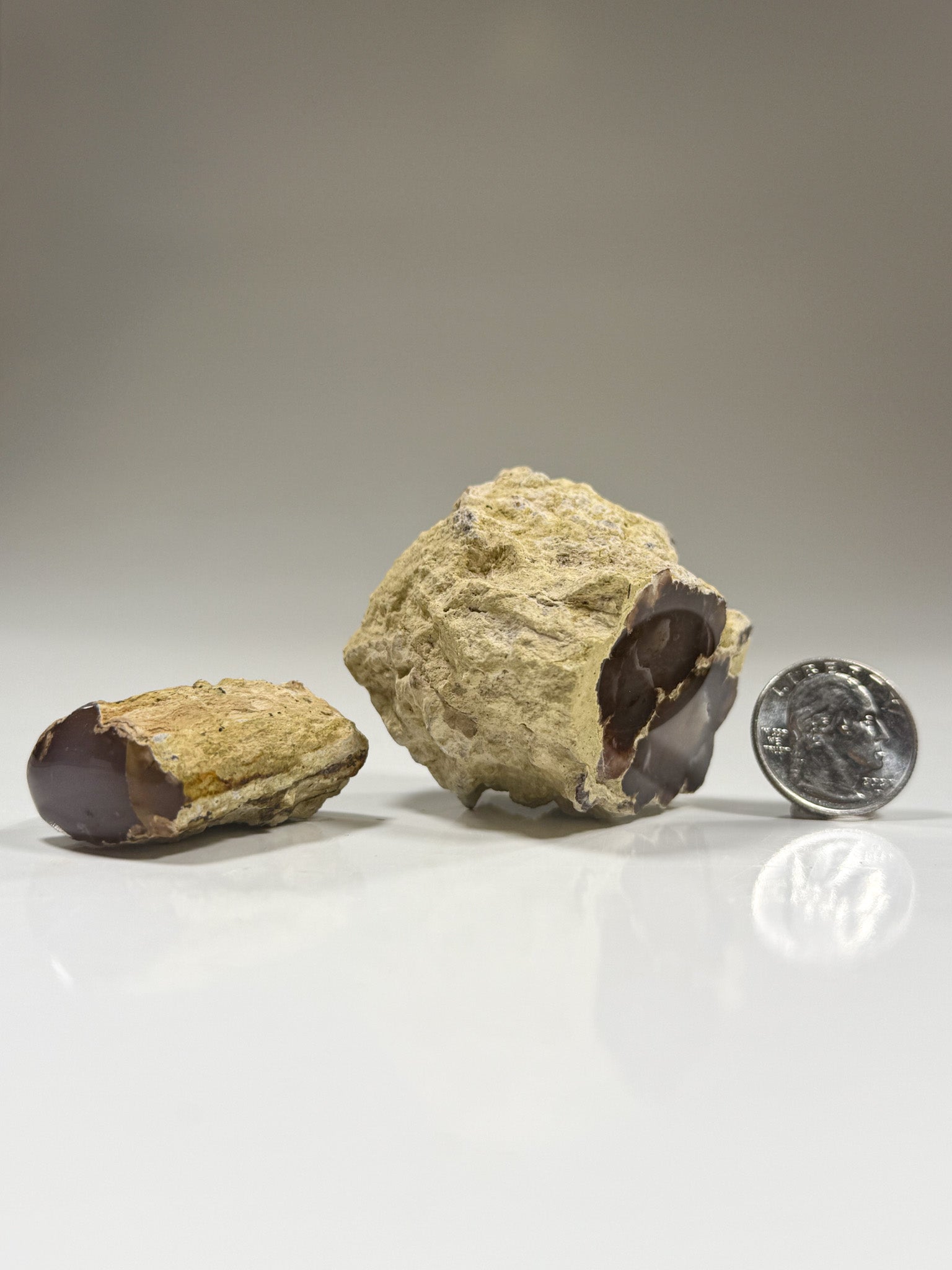 Polished Agatized Petrified Wood (Two Pieces)