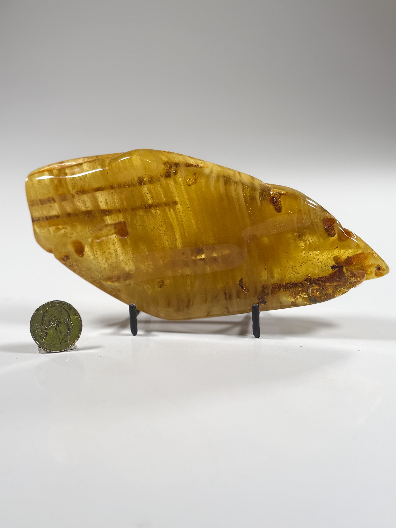 Amber Large Extra Large Amber