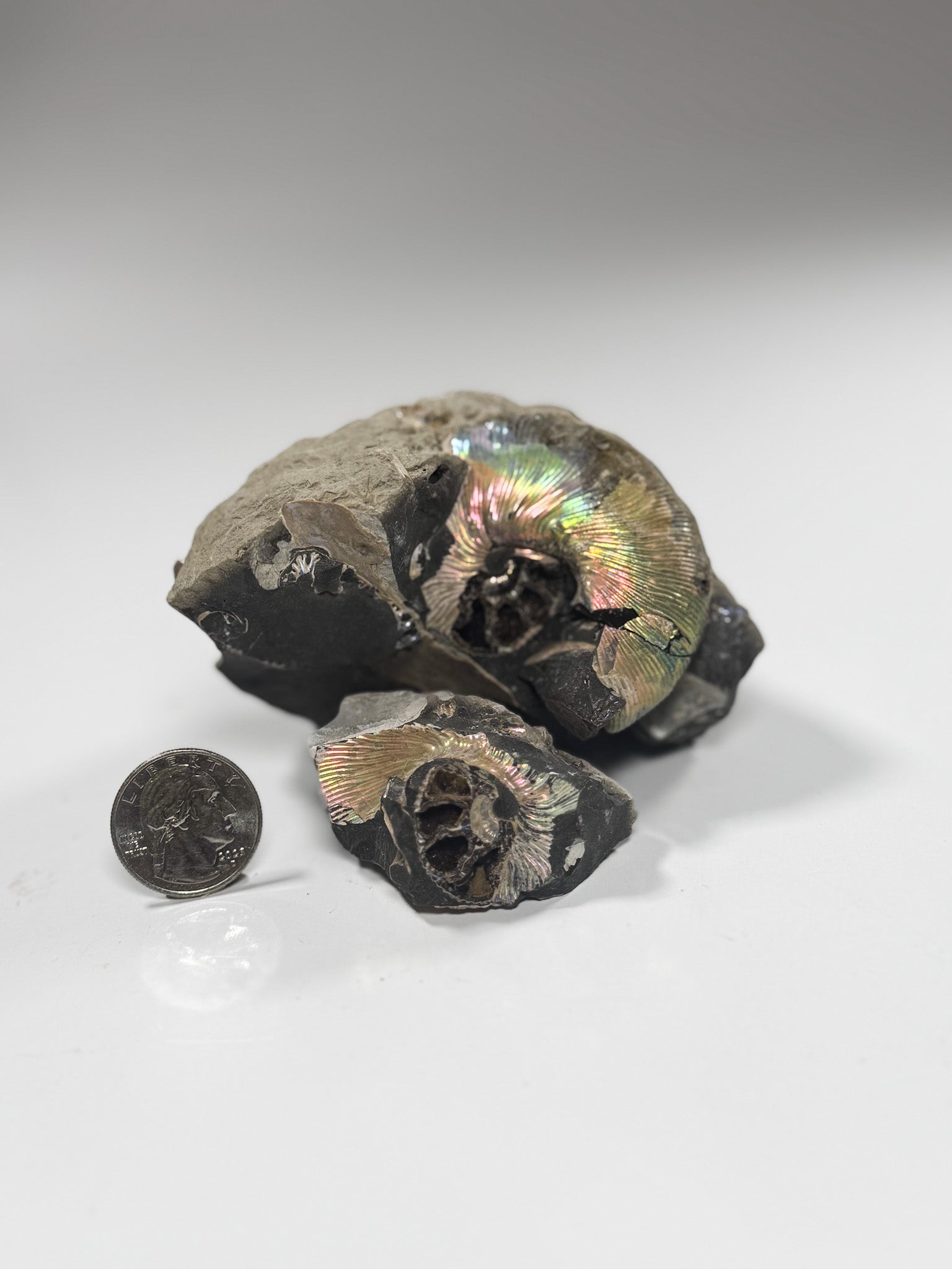 Good Earth Rocks Gallery: Automobile Alley - Ammonite Fossils