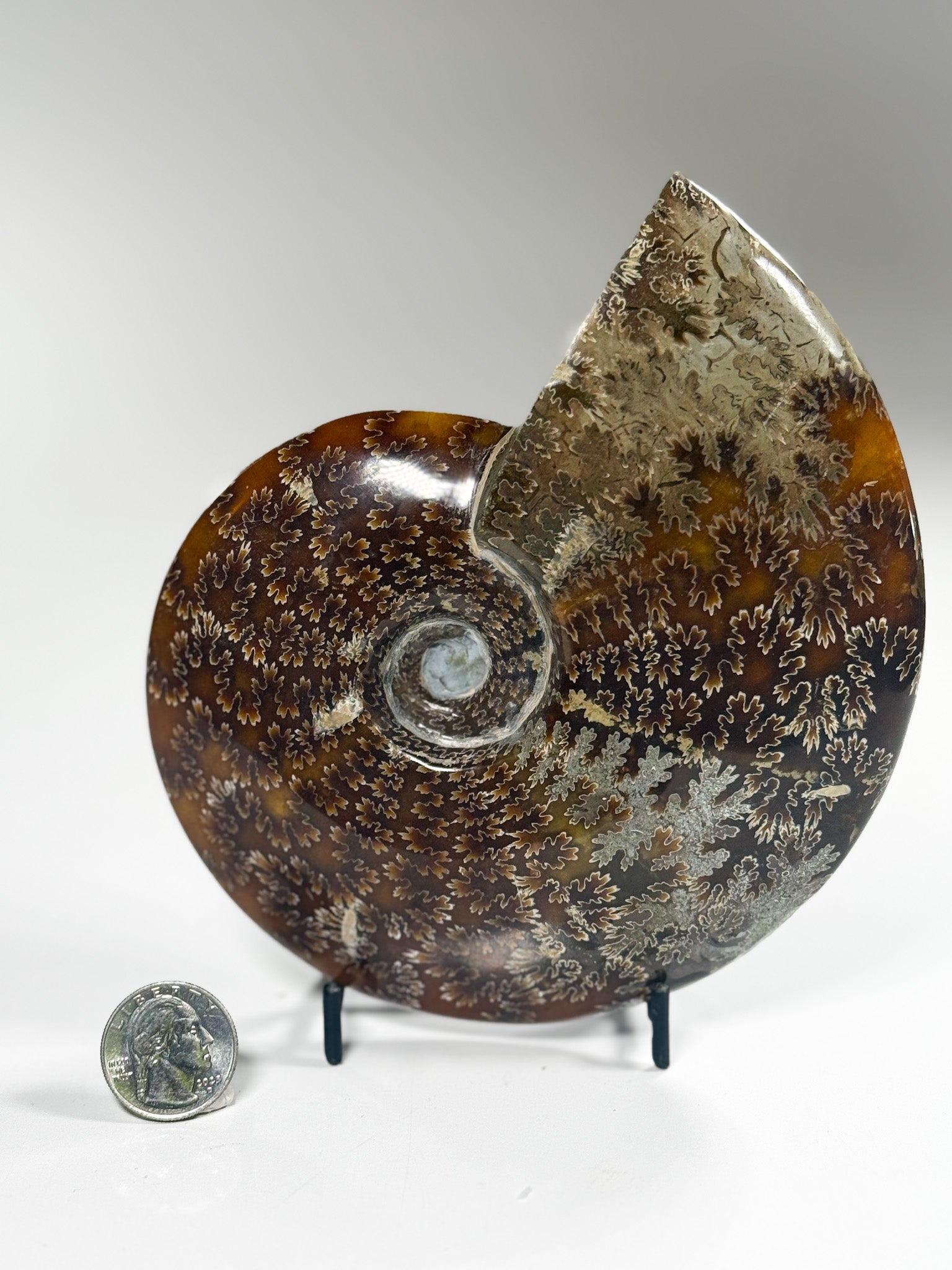 Good Earth Rocks Gallery: Automobile Alley - Ammonite Fossils