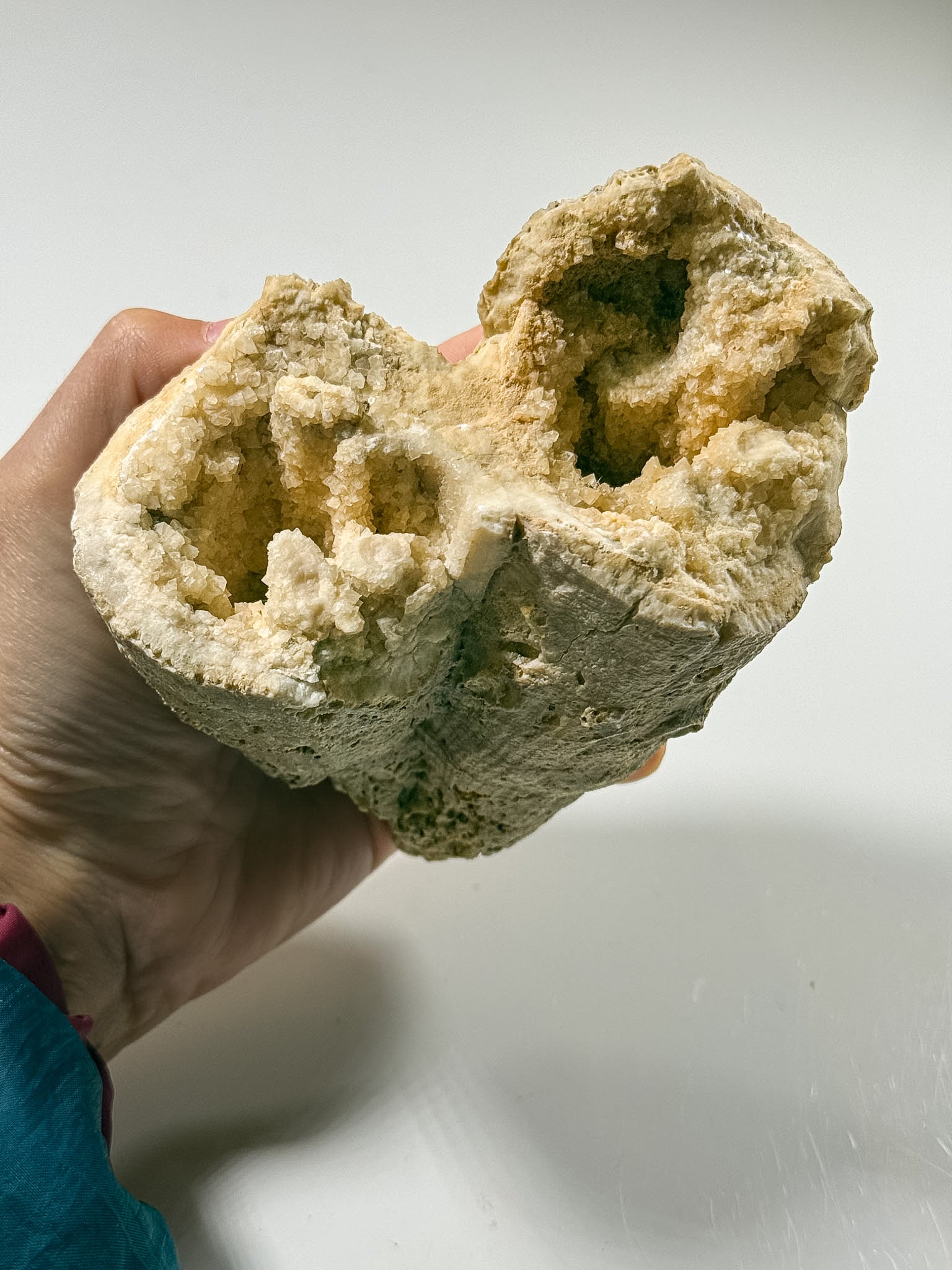 Rudist Bivalve Fossil | Saudi Arabia | Late Cretaceous