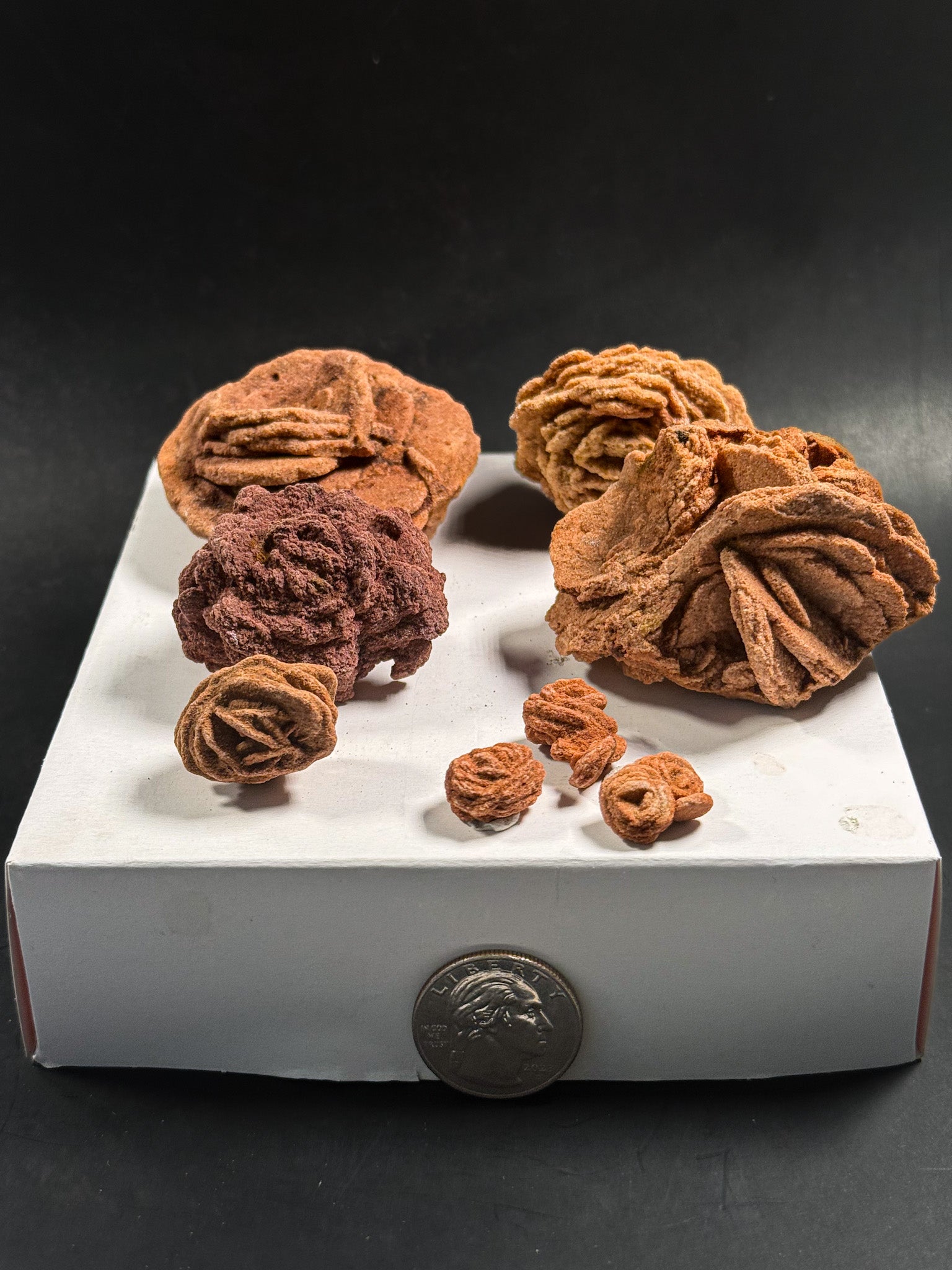Barite Rose Rock Collection | Oklahoma
