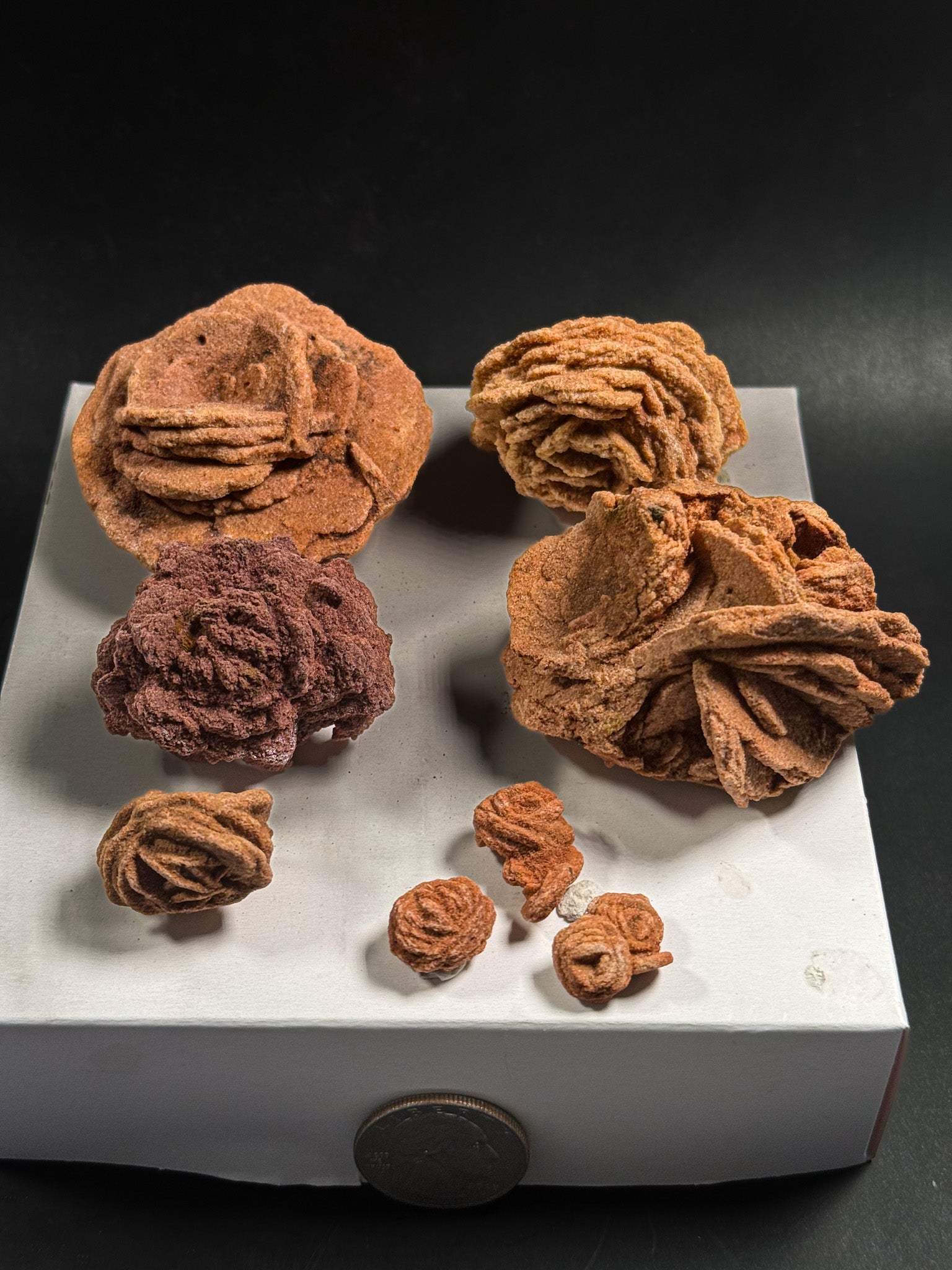 Barite Rose Rock Collection | Oklahoma