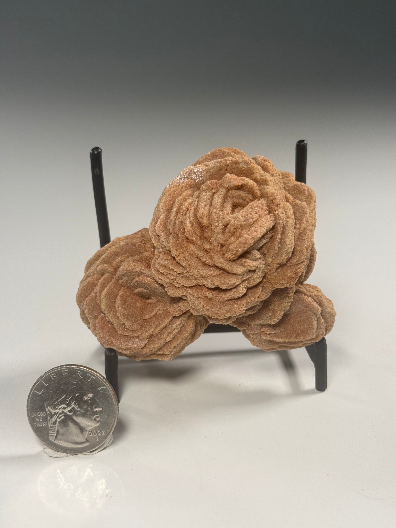 Barite Rose Rock Cluster | Oklahoma