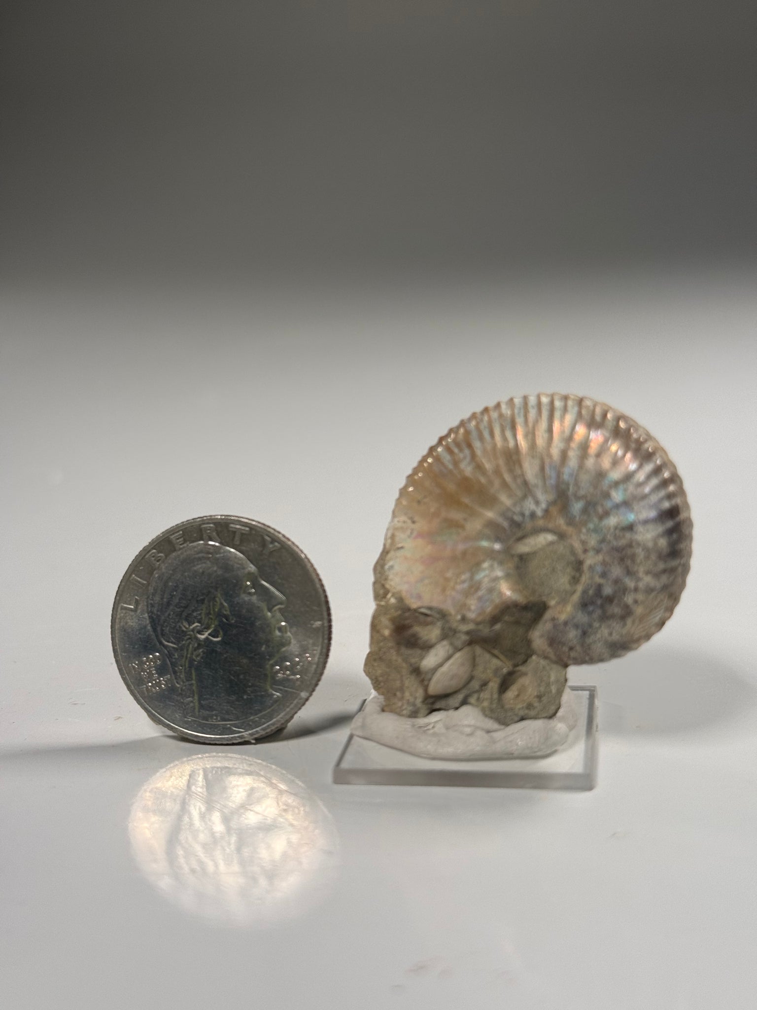 Good Earth Rocks Gallery: Automobile Alley - Ammonite Fossils