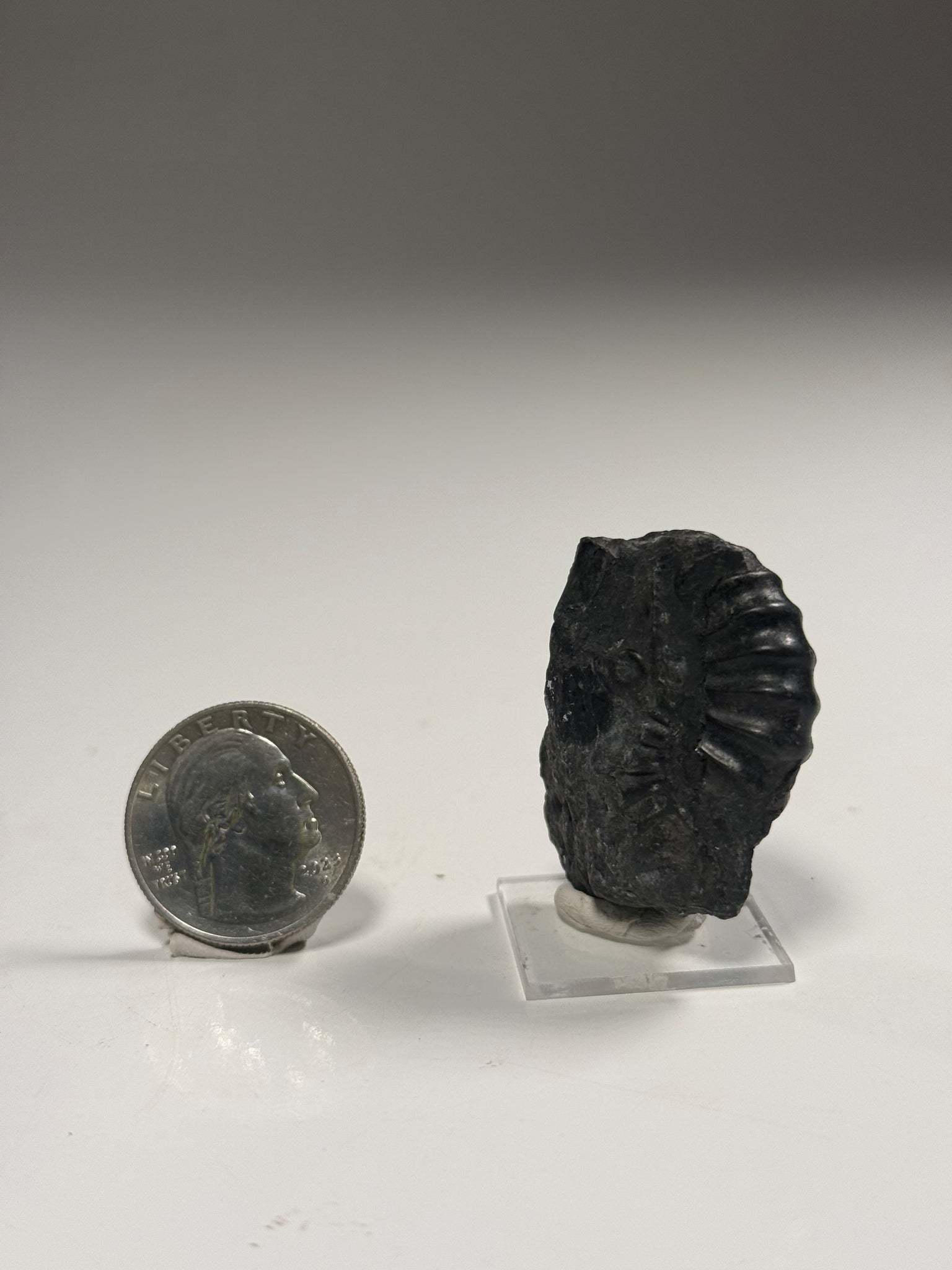 Good Earth Rocks Gallery: Automobile Alley - Ammonite Fossils