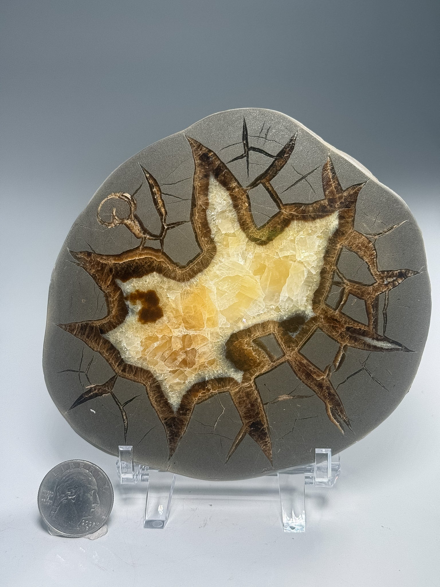 Septarian