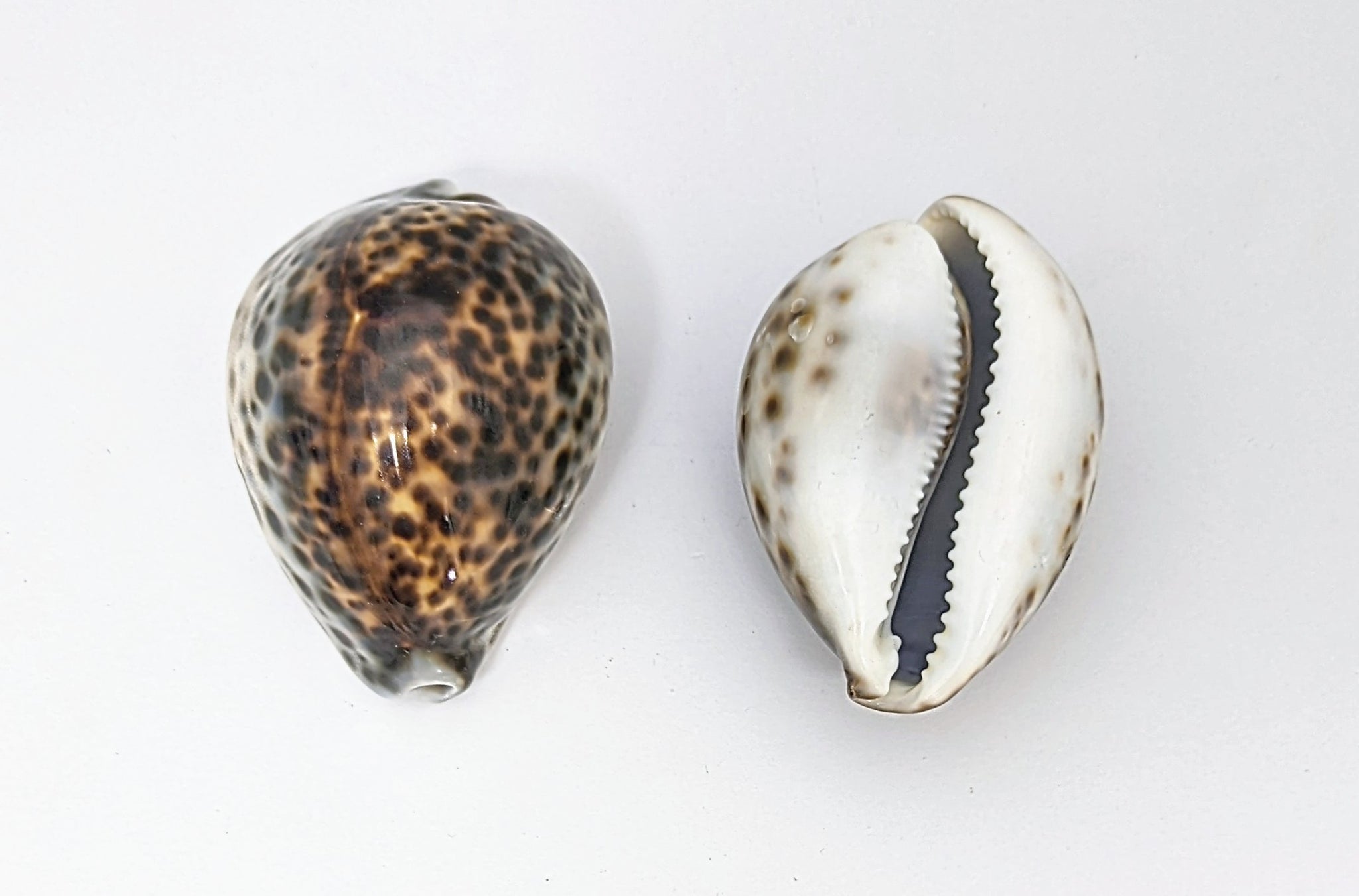 Cypraea Tigris