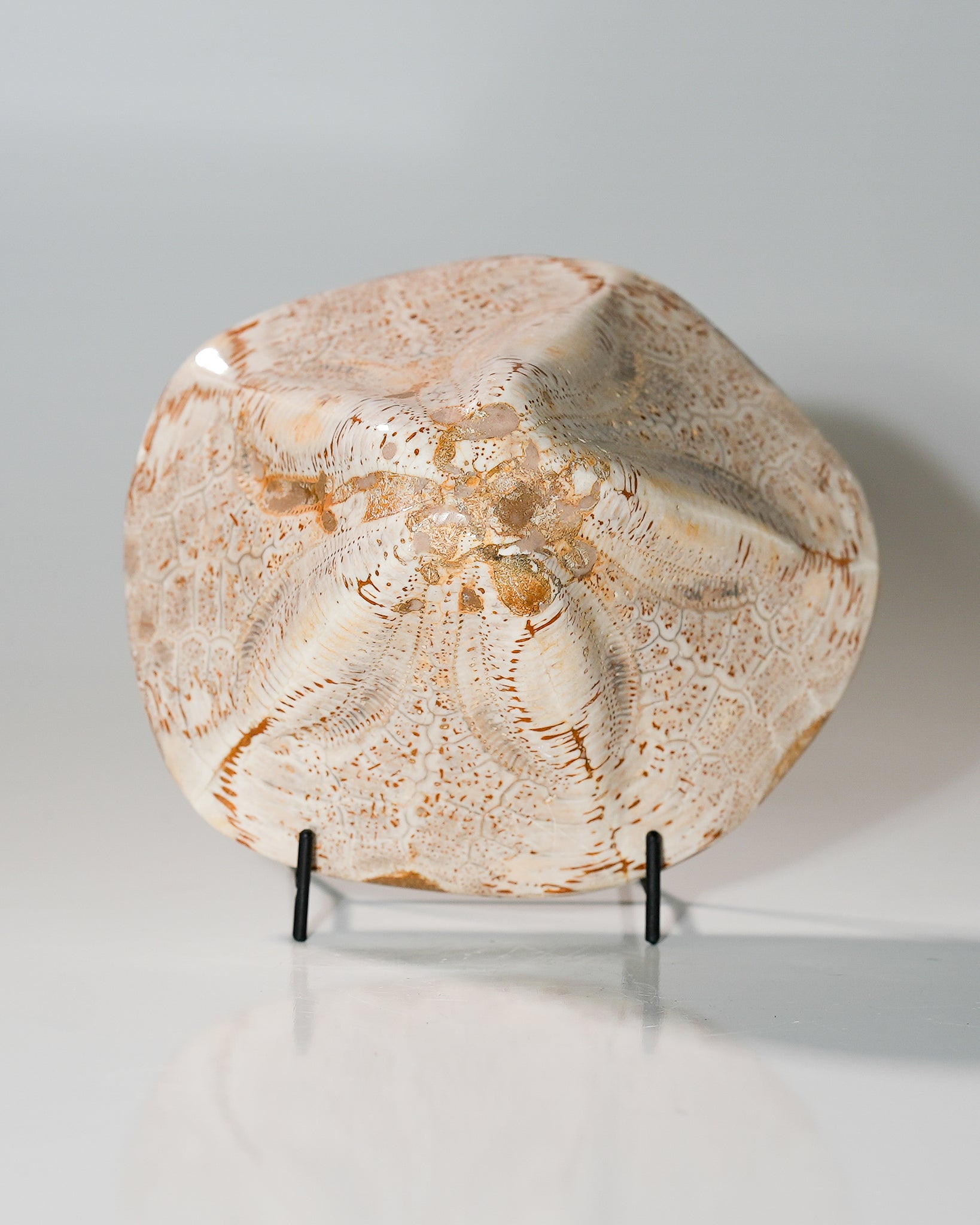 Fossilized Moroccan Miocene Echinoid Clypeaster