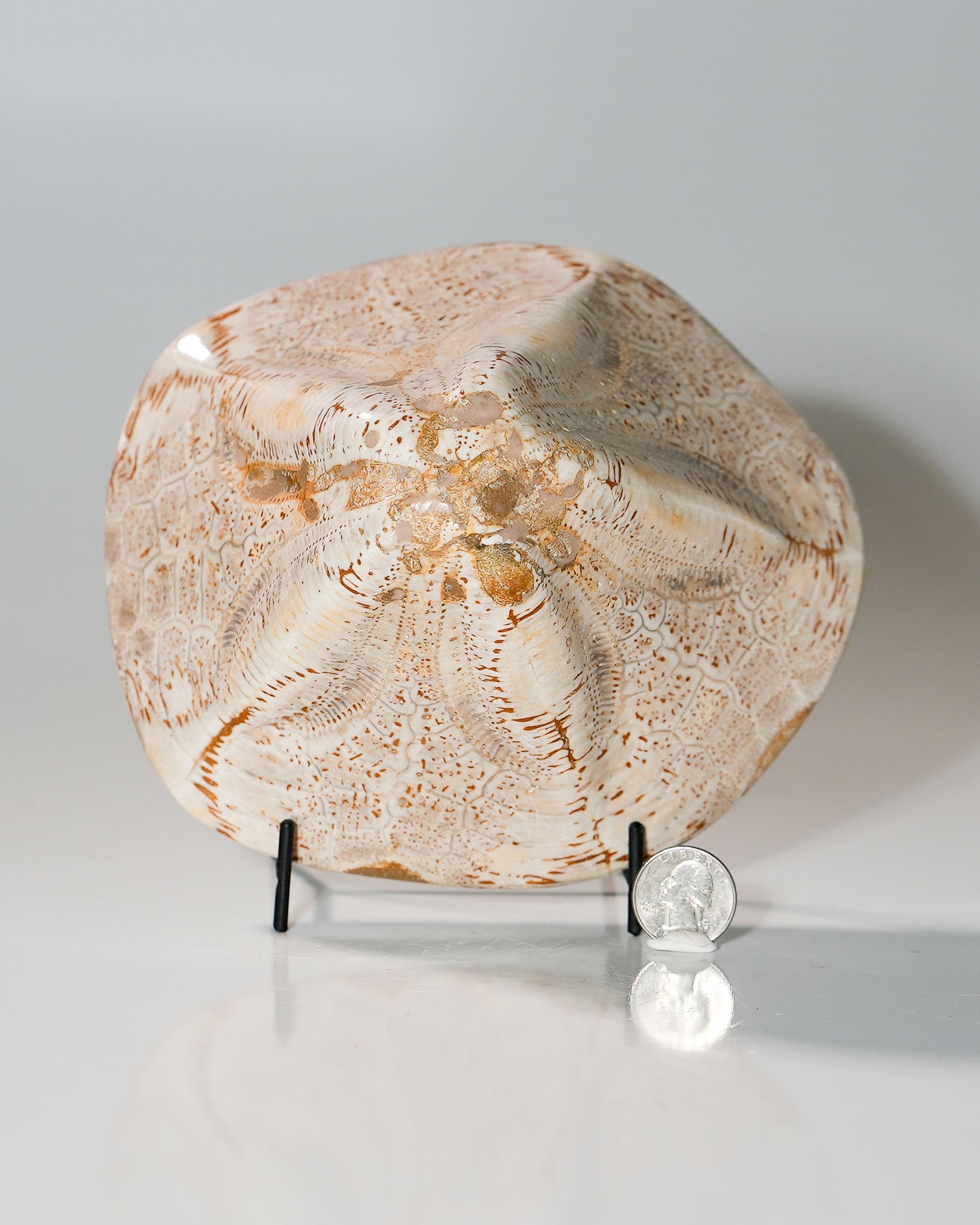 Fossilized Moroccan Miocene Echinoid Clypeaster