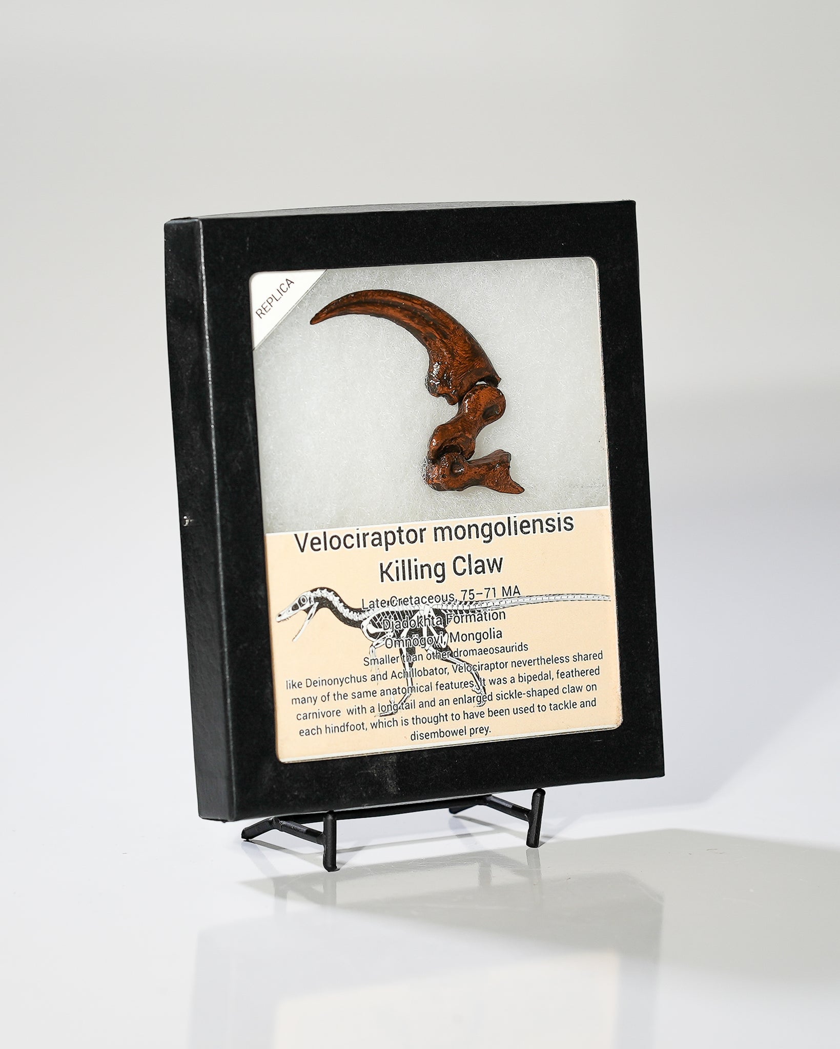 Velociraptor Mongoliensis Killing Claw Replica