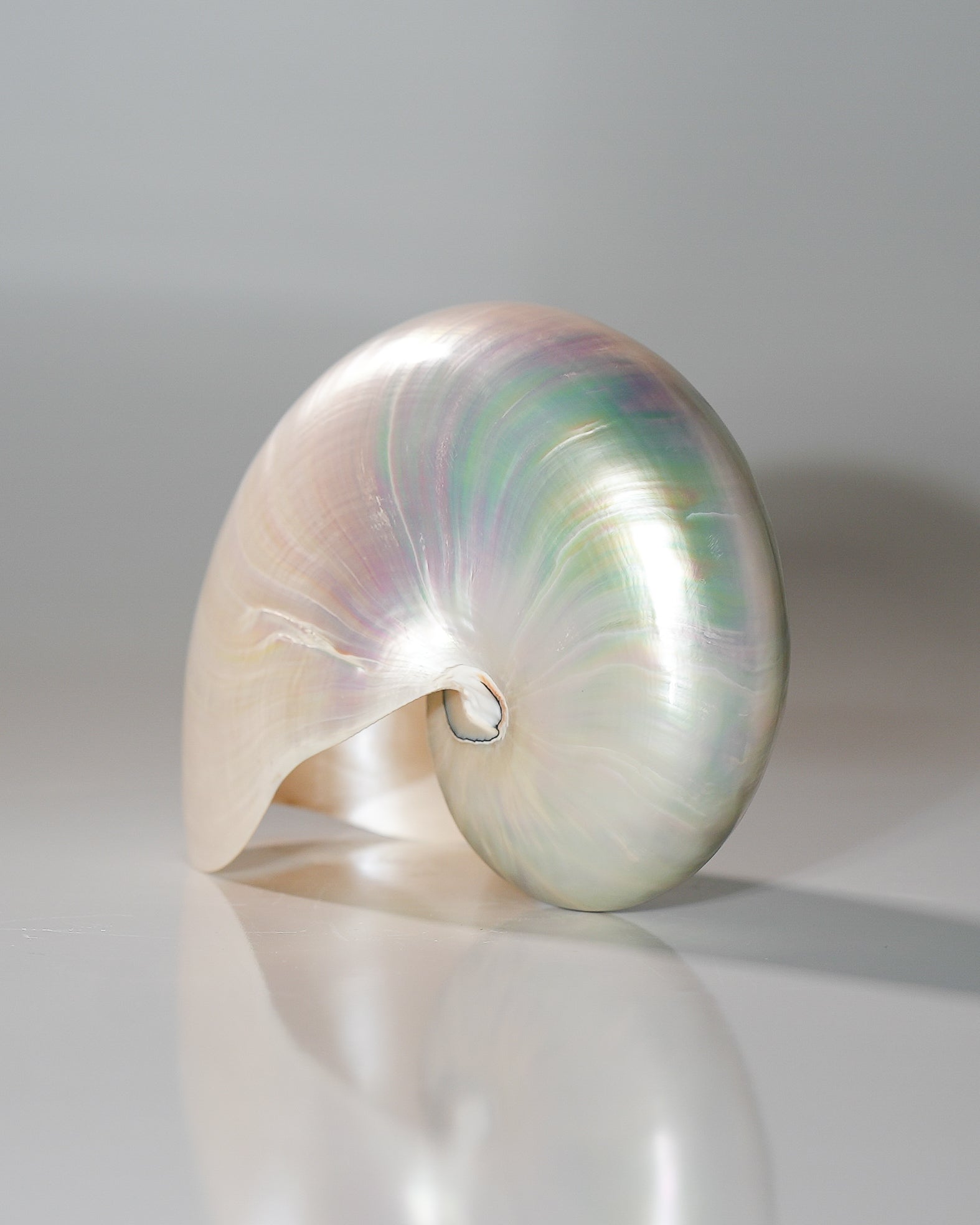 Pearlized Nautilus Pompilius Shell