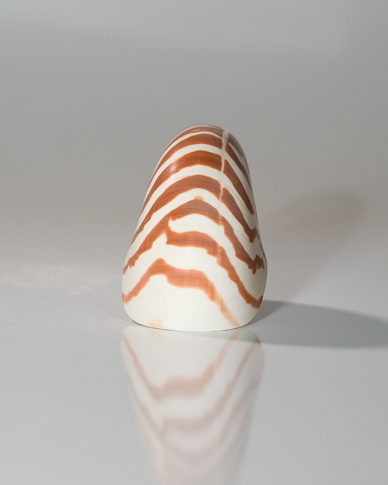 Modern Nautilus Pompilius Striped Shell