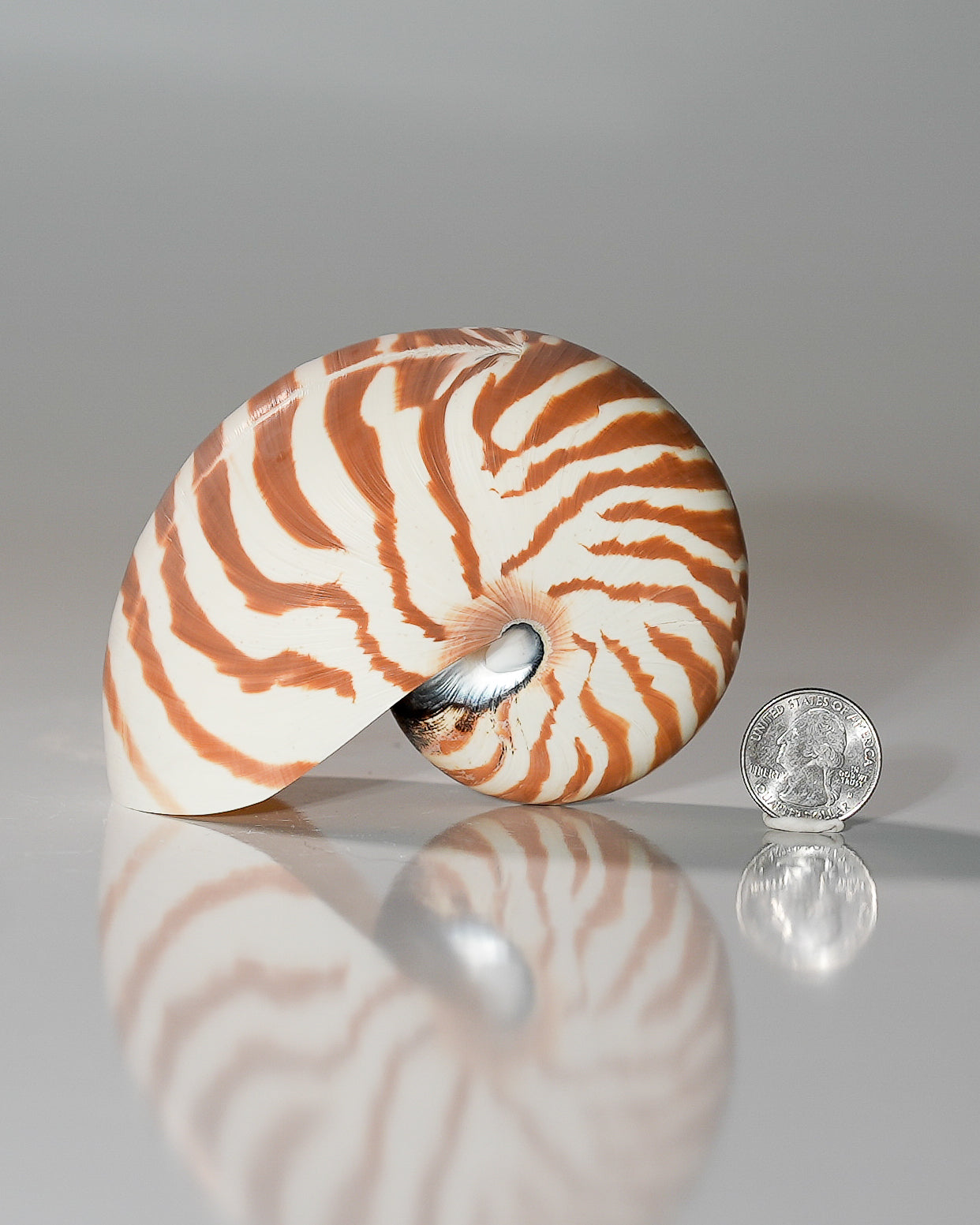 Modern Nautilus Pompilius Striped Shell
