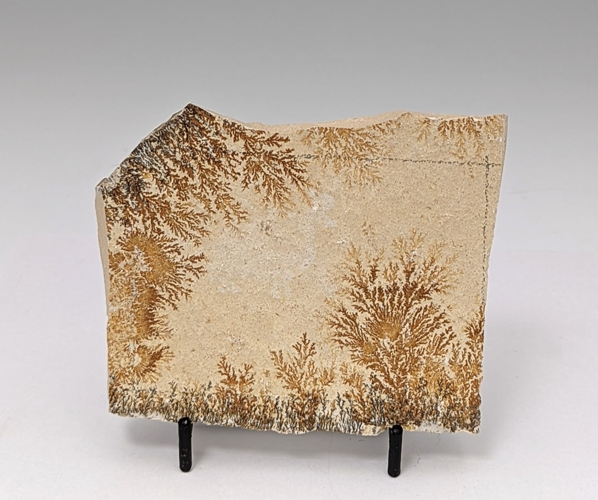 Dendritic Fossil Slab with Manganese