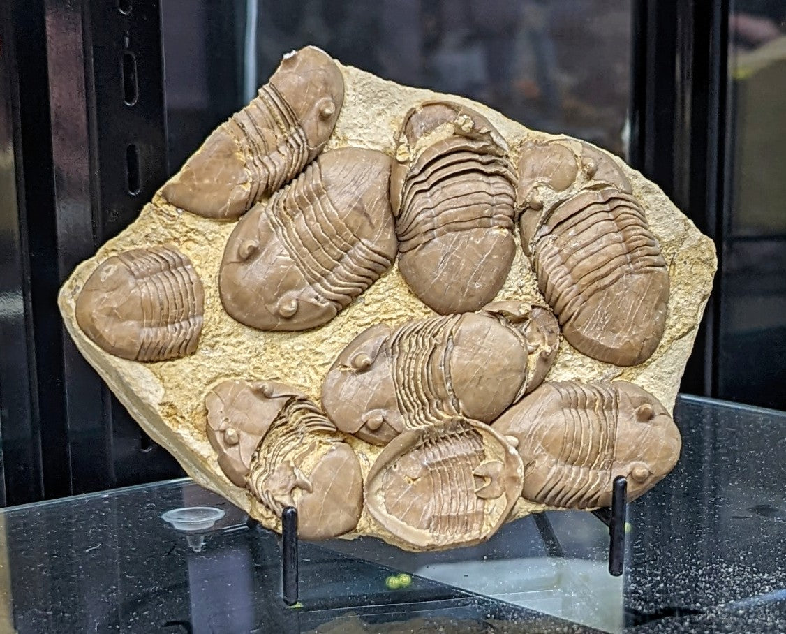 250 Million Year Old Homotelus Bromidensis Trilobite Fossil Grouping