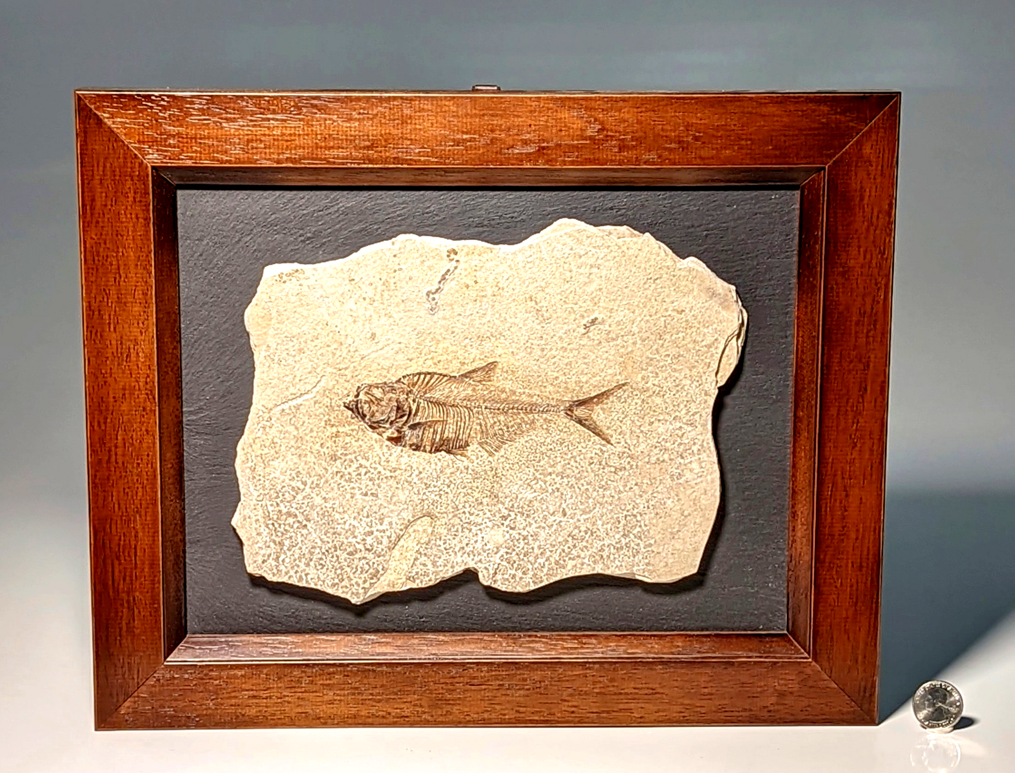 Diplomystus Dentataus Framed Fish Fossil