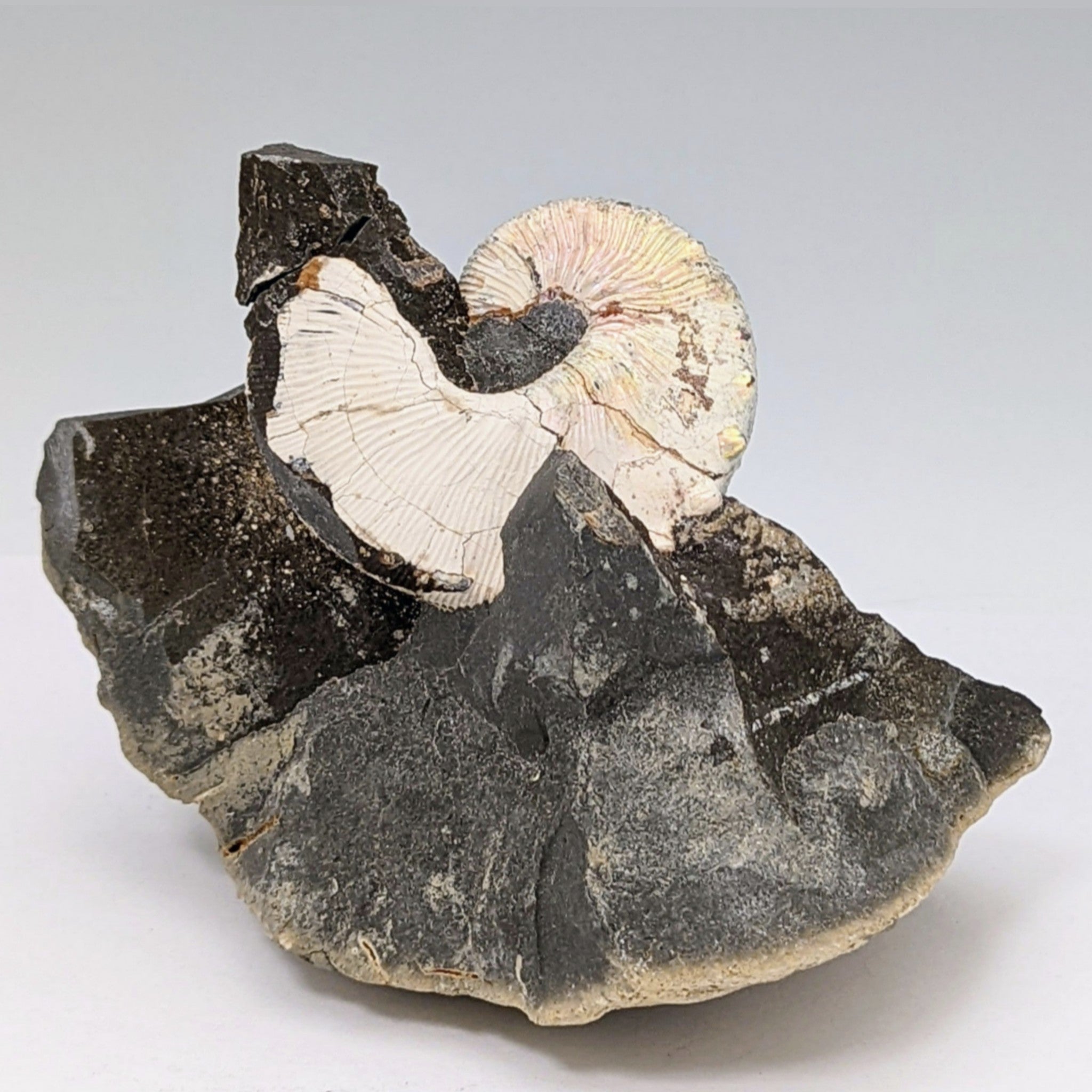 Scaphitid Ammonite