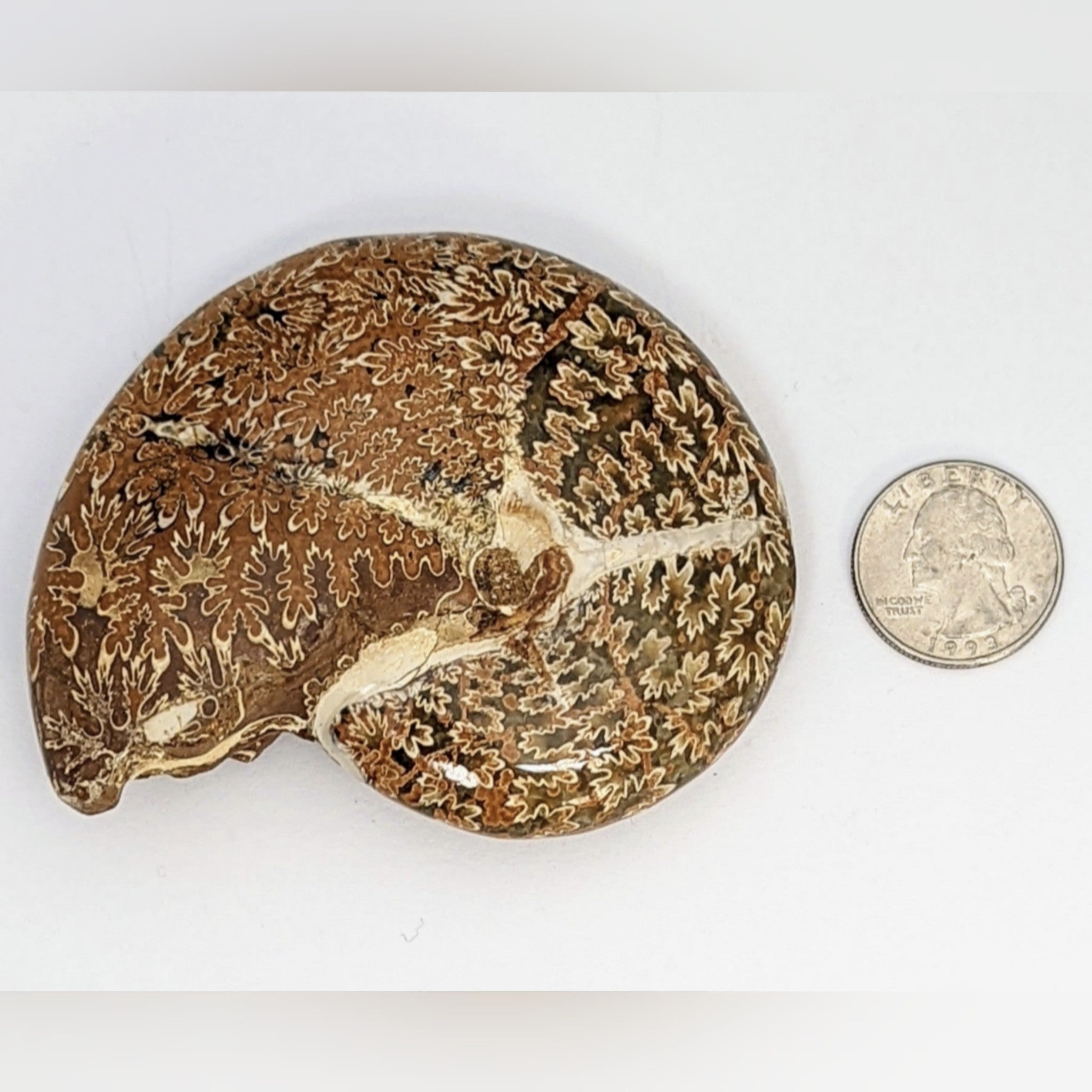 Beautiful whole Ammonite with vibrant sutures.