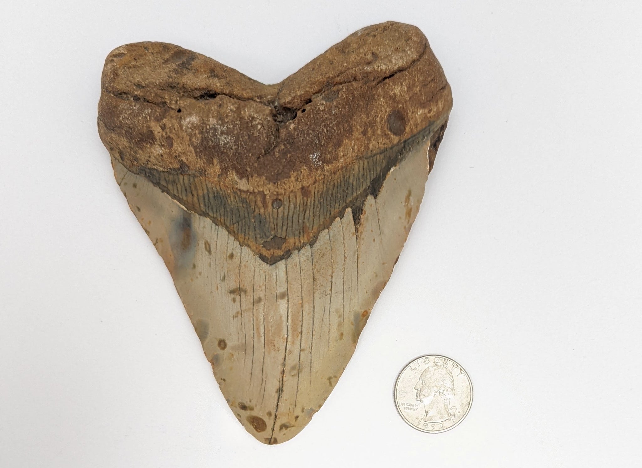 Massive Megalodon Fossil Shark Tooth