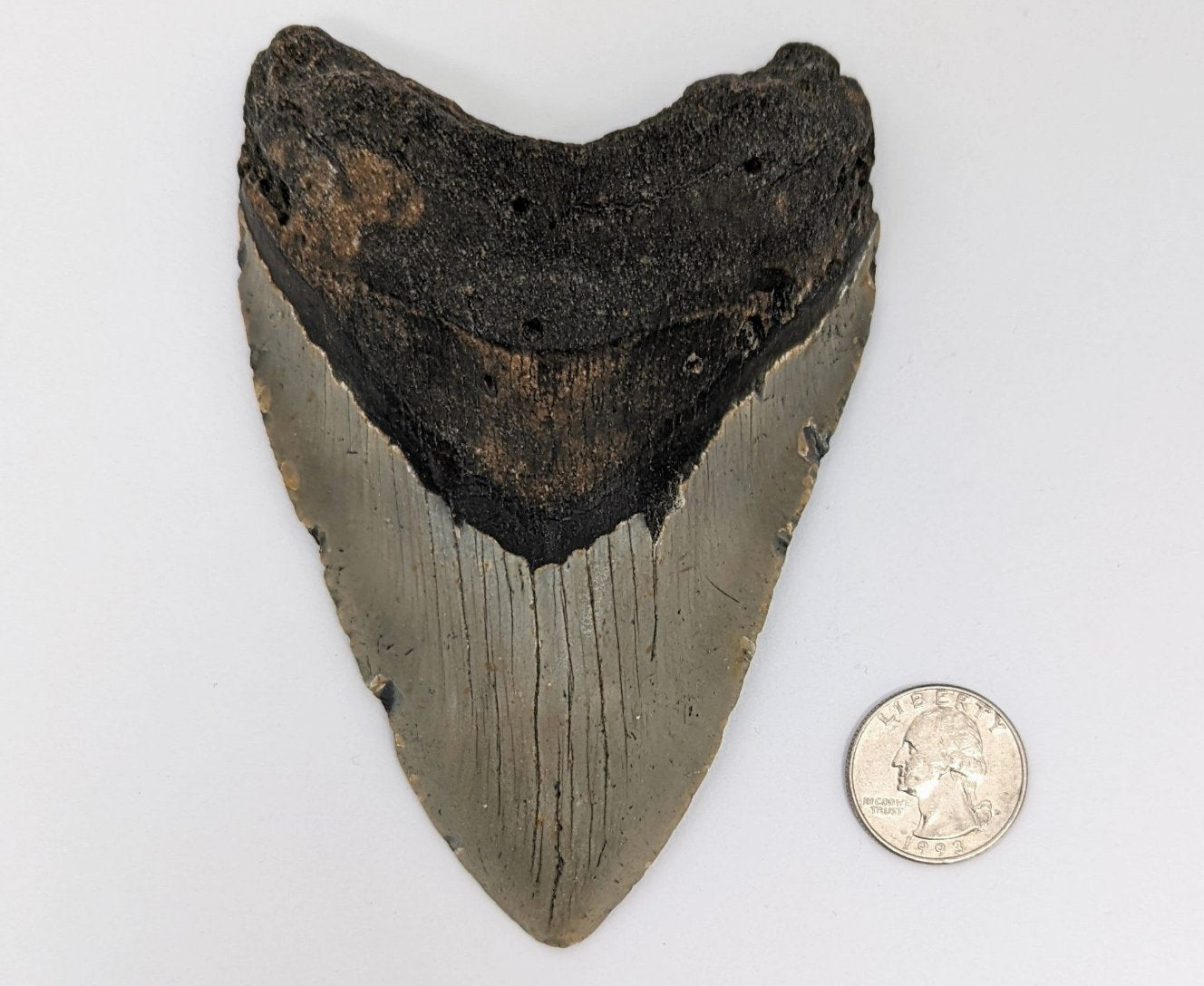 Massive Megalodon Fossil Shark Tooth