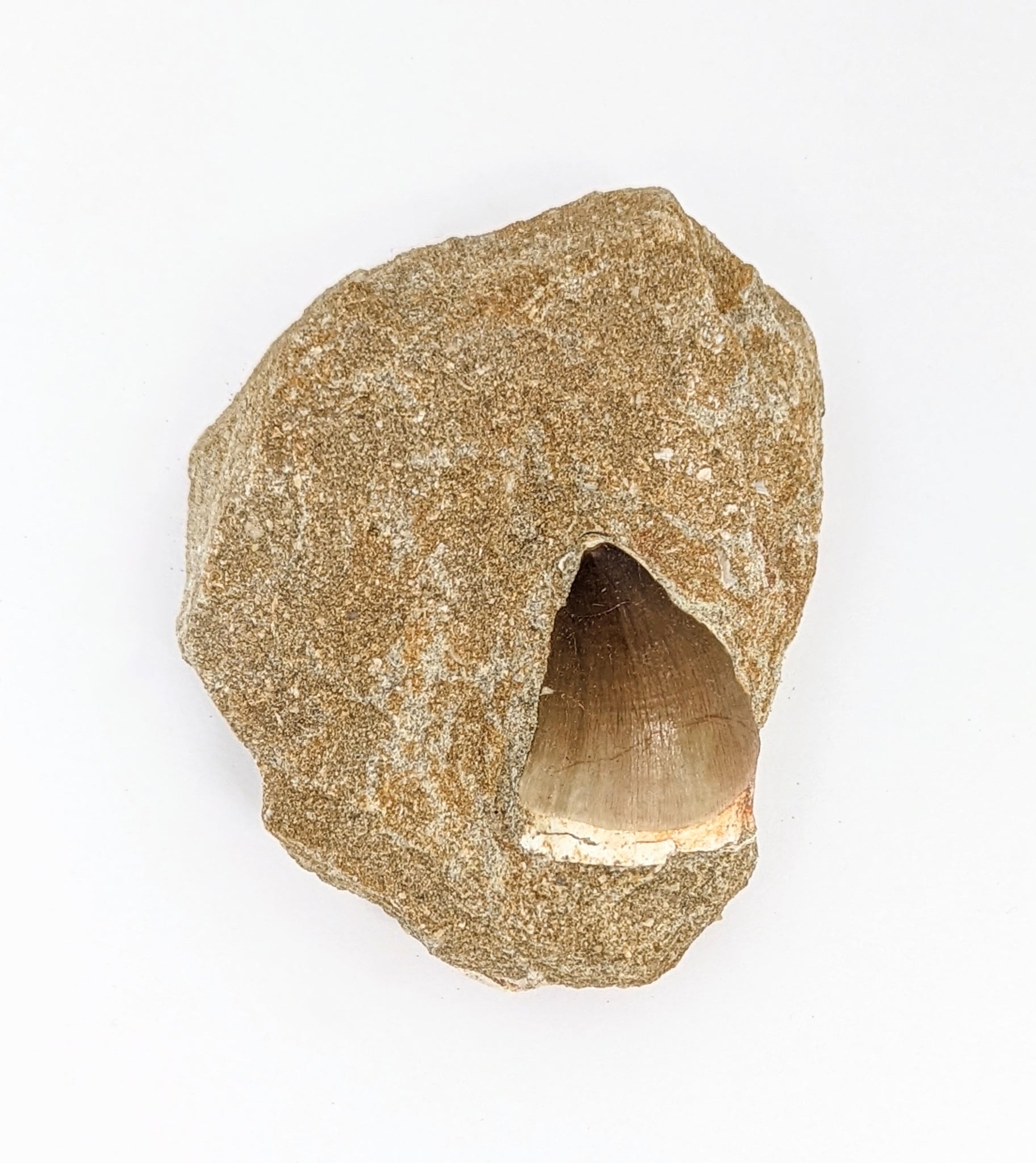 Mosasaur Fossil Tooth on Host Rock