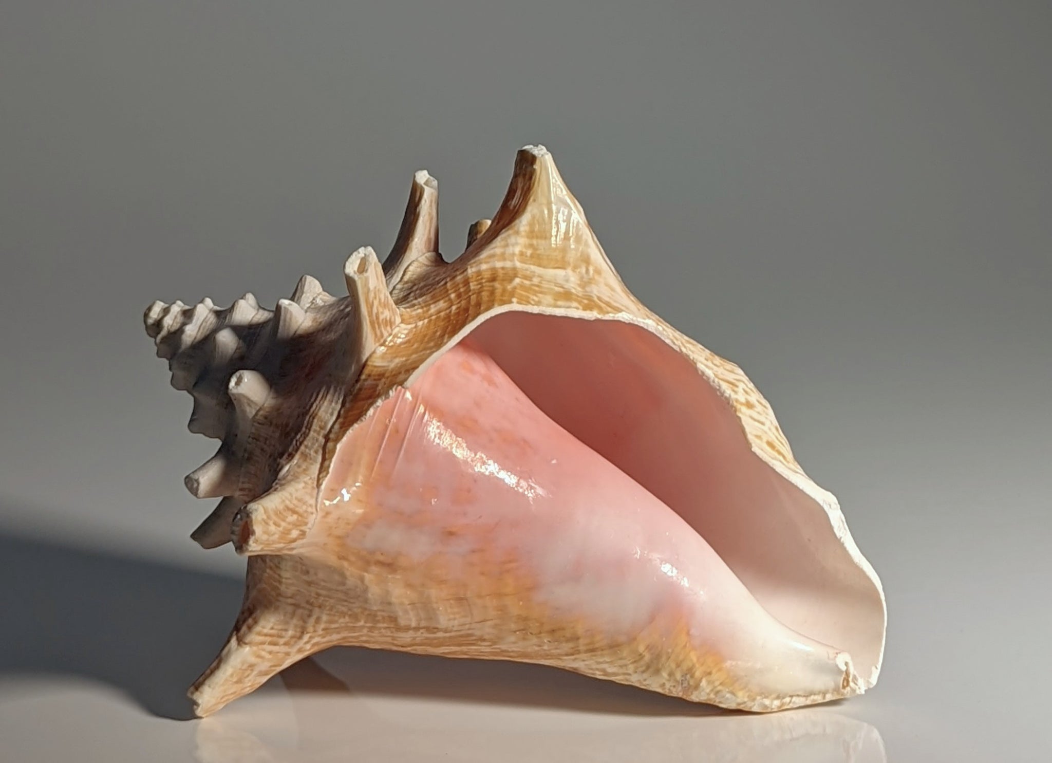 Florida Pink Conch Sea Shell Sea Life Decor
